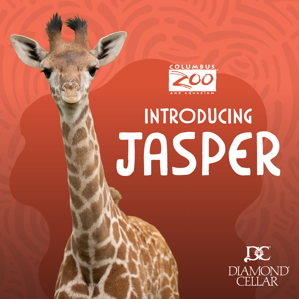 The votes are in! Our Masai giraffe calf's name is Jasper