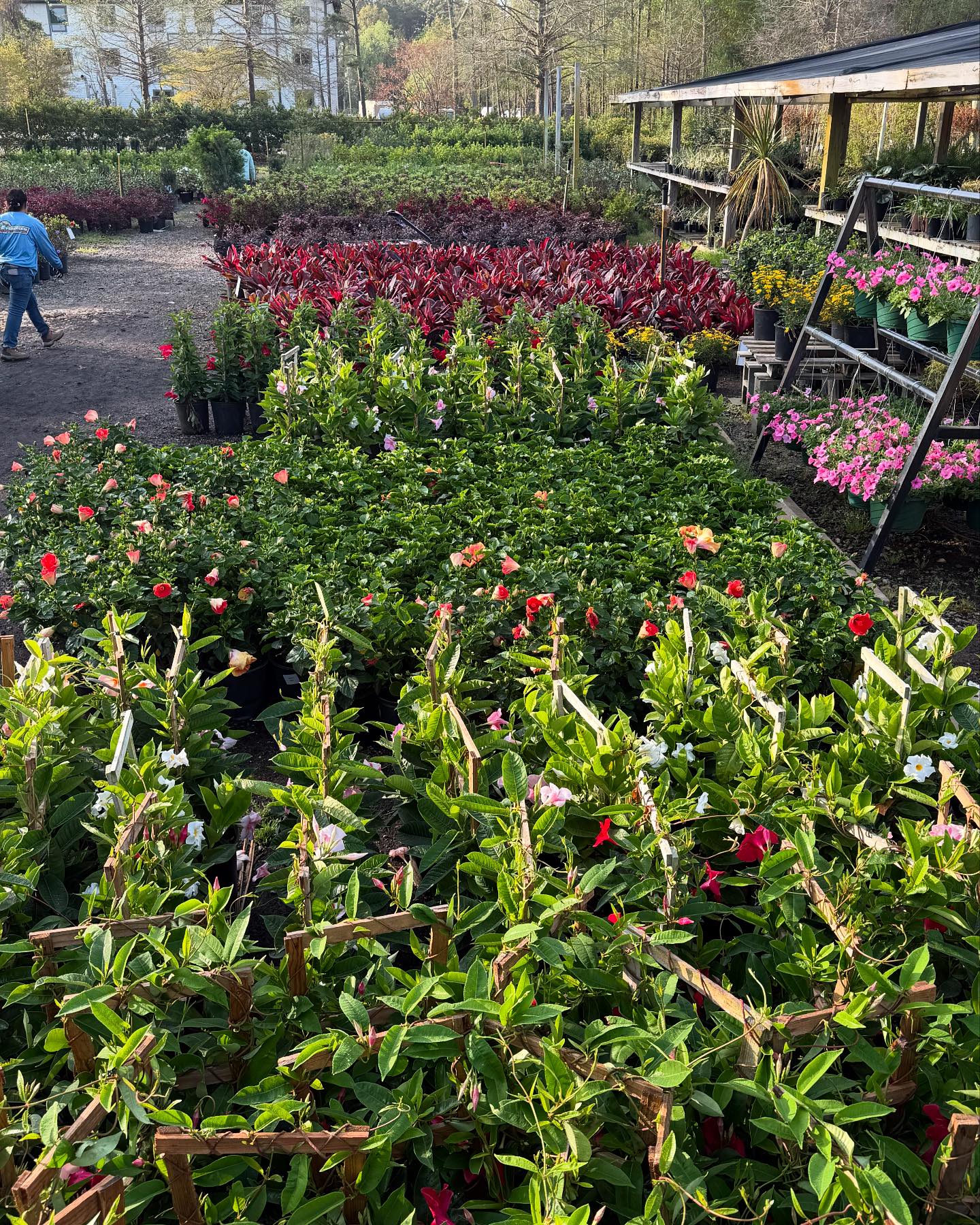 Sitemapcdatahttpswwwkedriinfolucas Nursery Landscapingnull