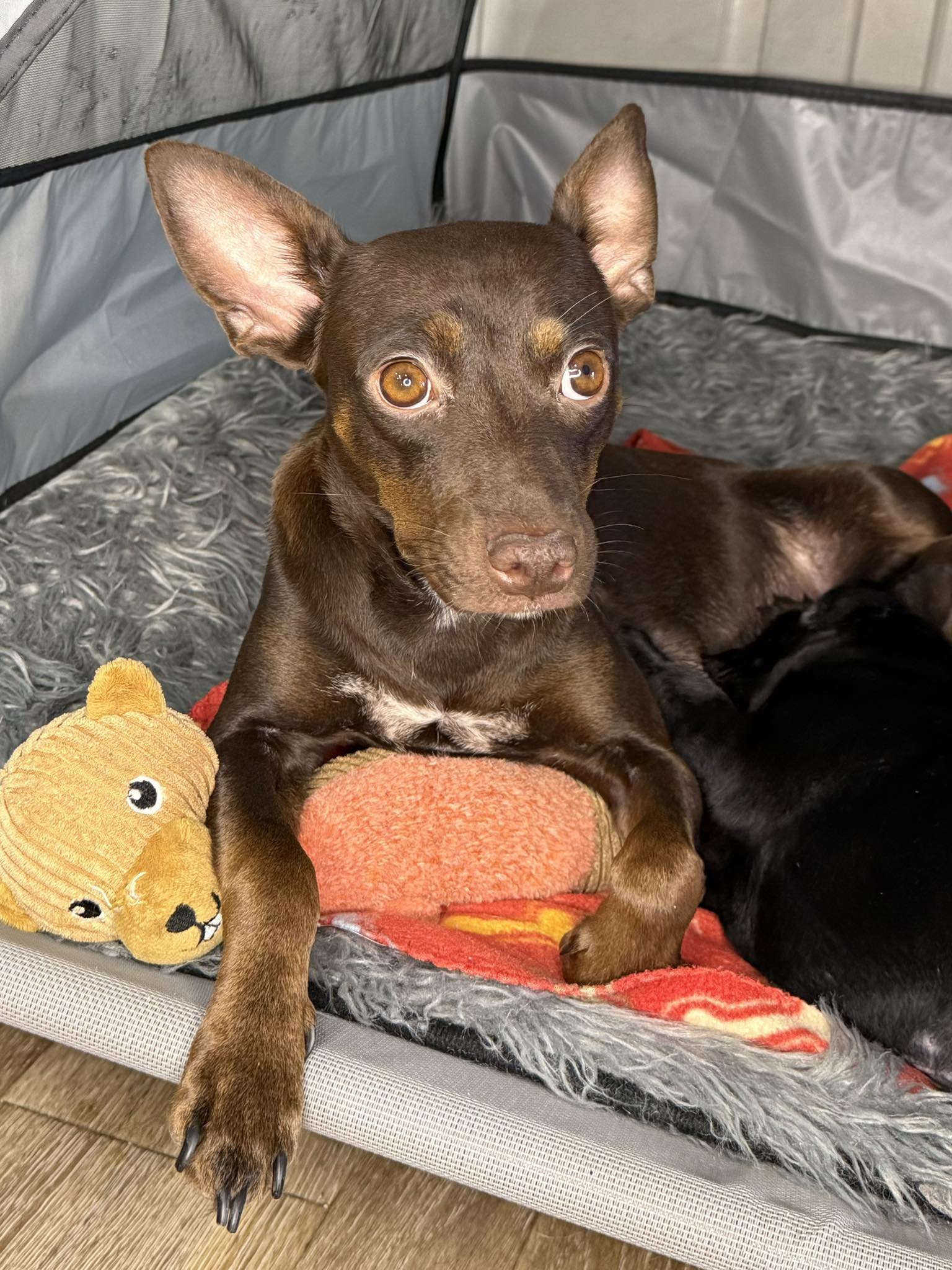 KTFS - 🐾 PET OF THE WEEK: Meet Cocoa! 🐾 Cocoa is a sweet 1-year-old Min ...