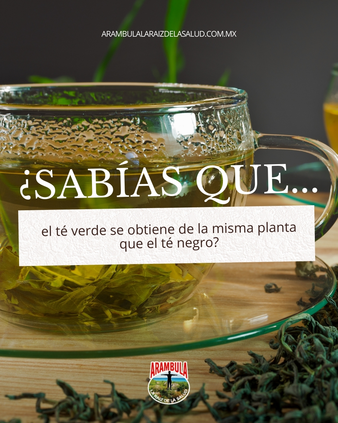 Arámbula - La diferencia está en cómo se procesa, por eso cambian sabor ...