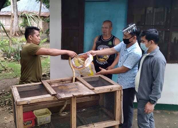 LOOK: On September 17, 2020, two tree-hanging reticulated pythons were ...