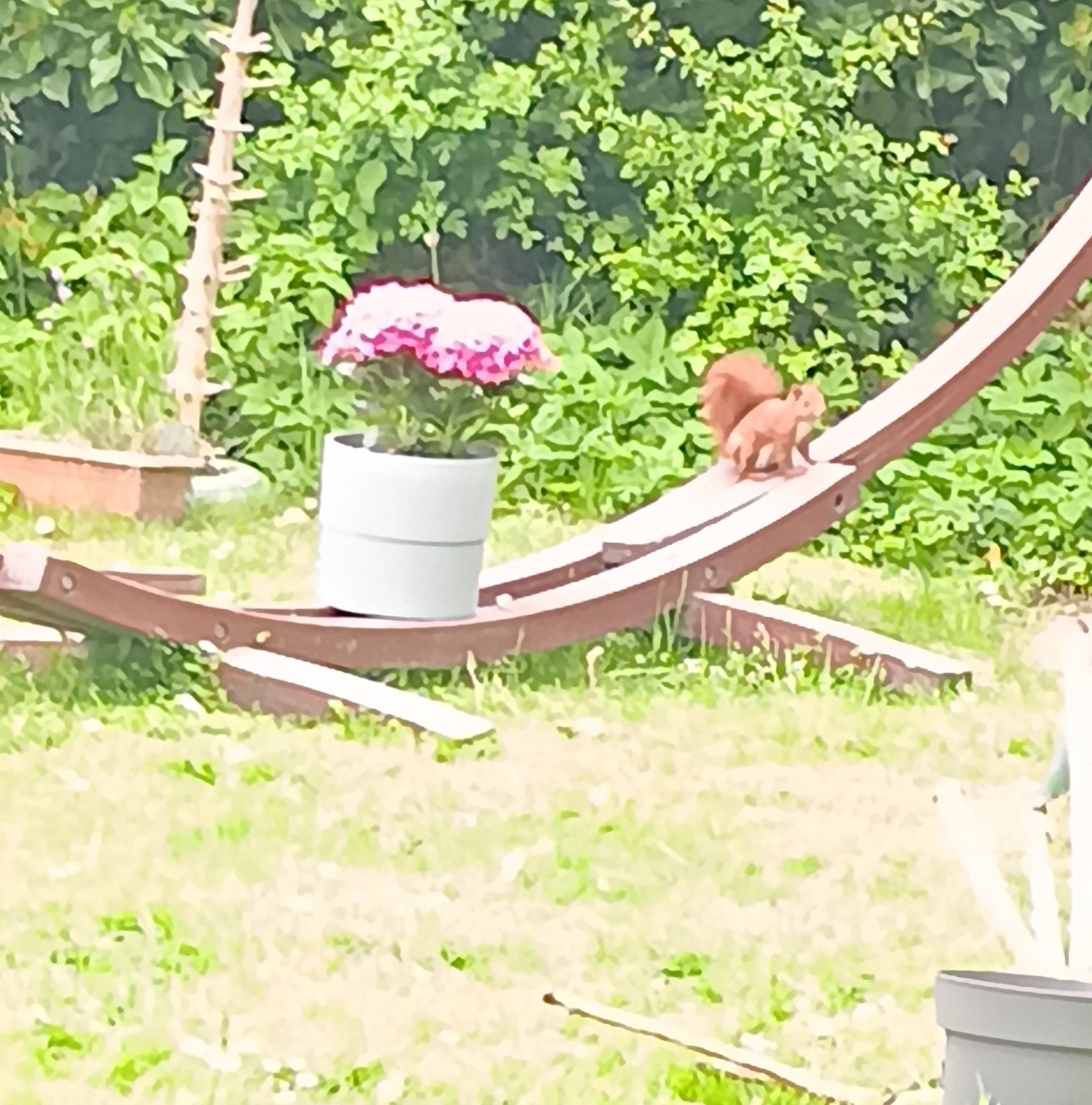 hartwin-der-belgische-buckelwal-guten-morgen-ich-lese-berall
