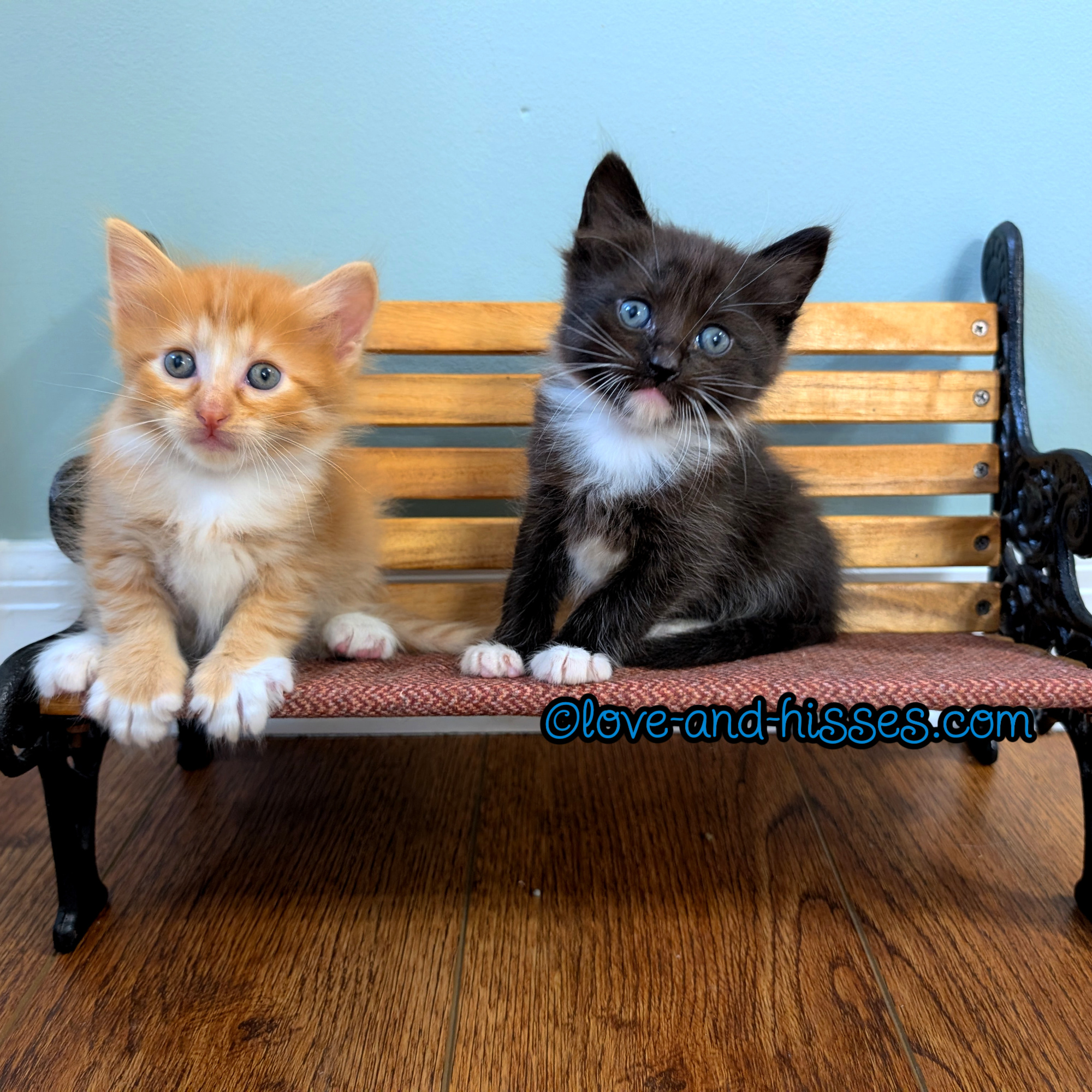 Zephyr (left) and Zeus are all 