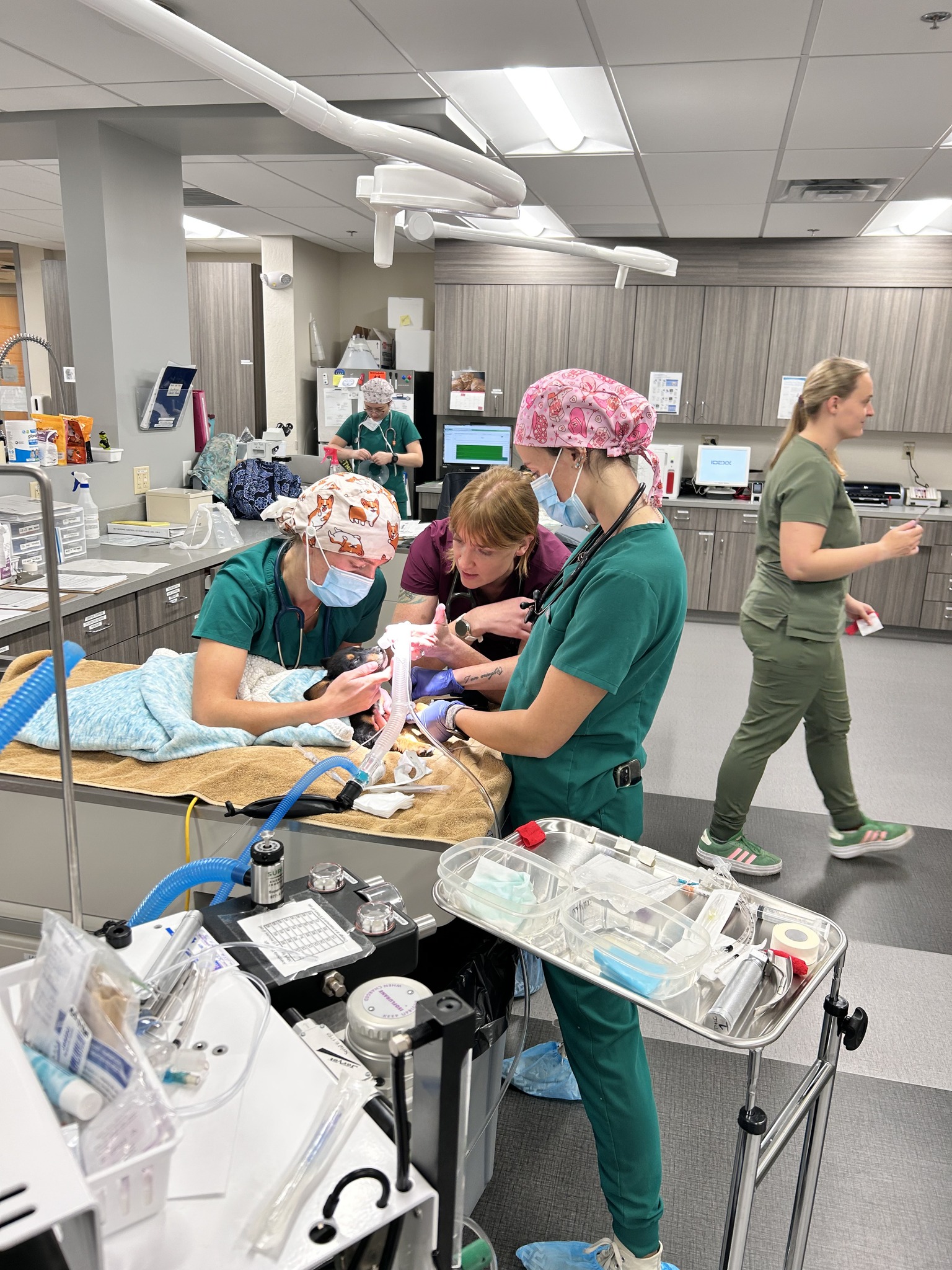TMCC Veterinary Nursing and Assistant Programs | Reno NV