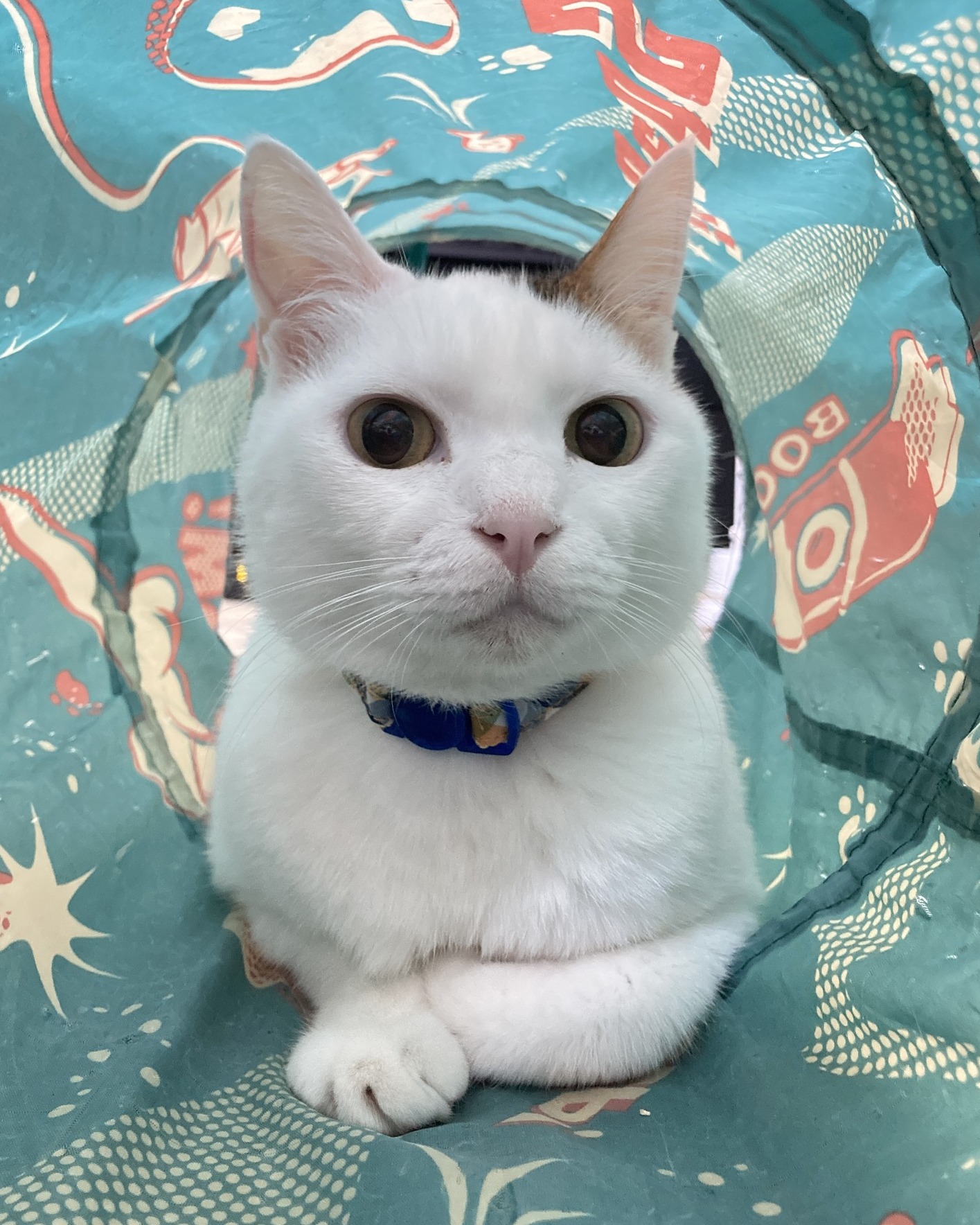 AIXIA にゃんちゅーぶ (@nyantube) • Facebook