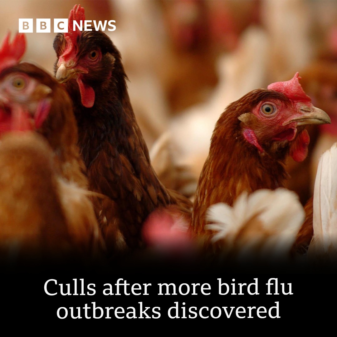 BBC - The birds at the affected site North Yorkshire will be culled and ...