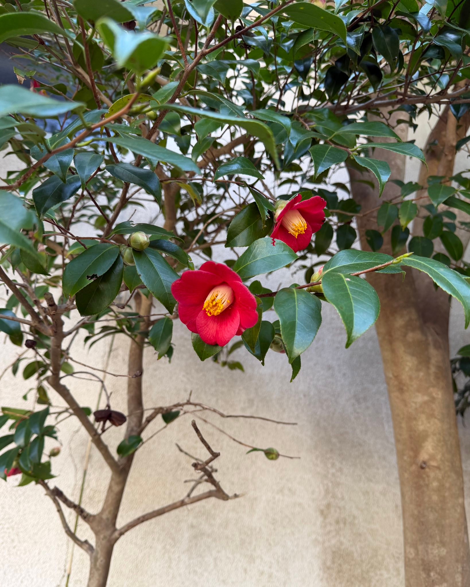 美術品・アンティーク・コレクション 椿の花園散歩