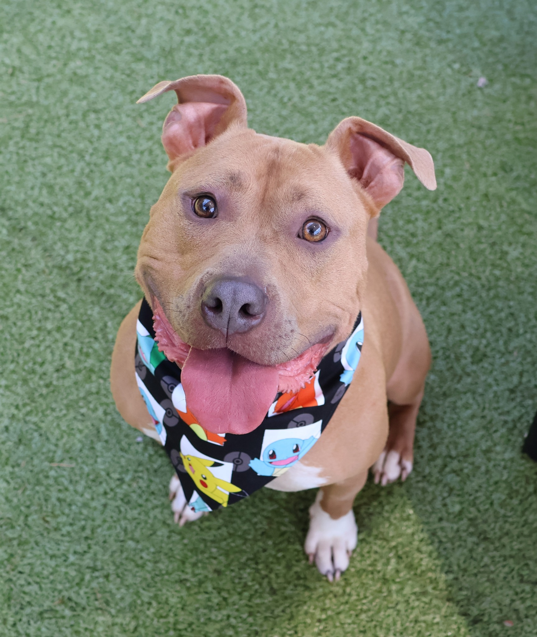 Sweet, Happy Friends ❤ These and other great dogs are at Athens