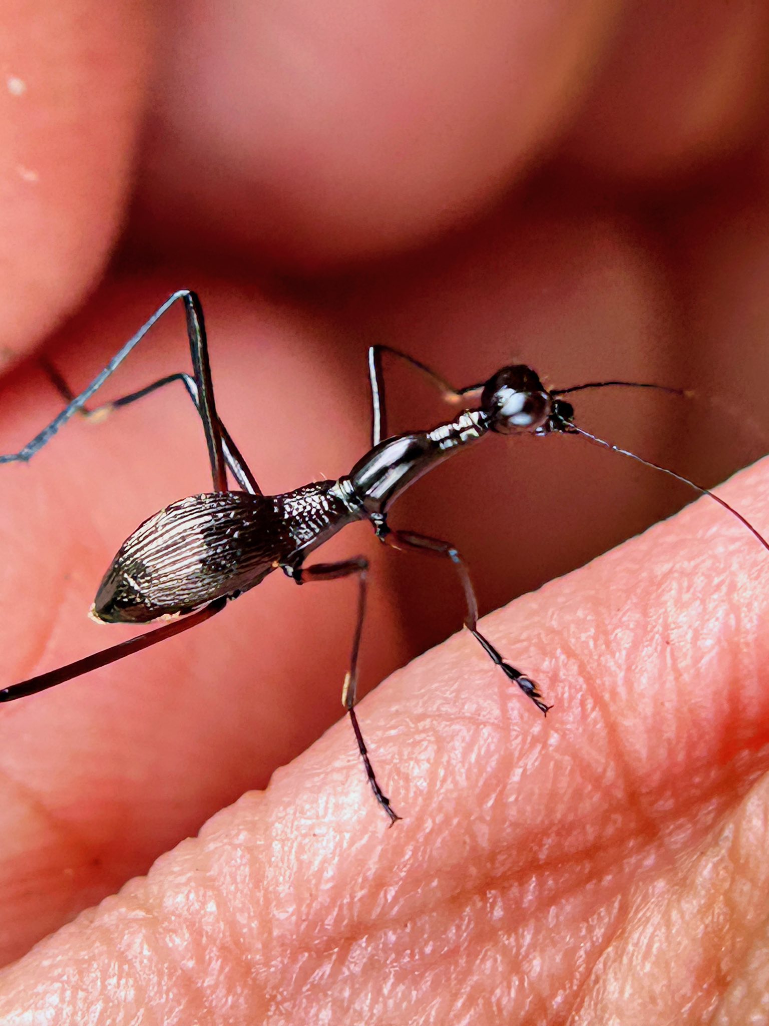 Entomology | This is one of the fastest Tiger Beetle, I have seen here ...