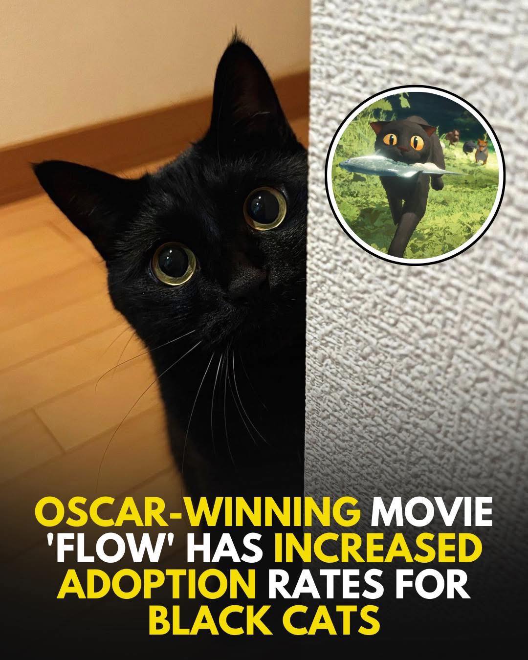 All - The Oscar-winning film Flow has had an unexpected but ...