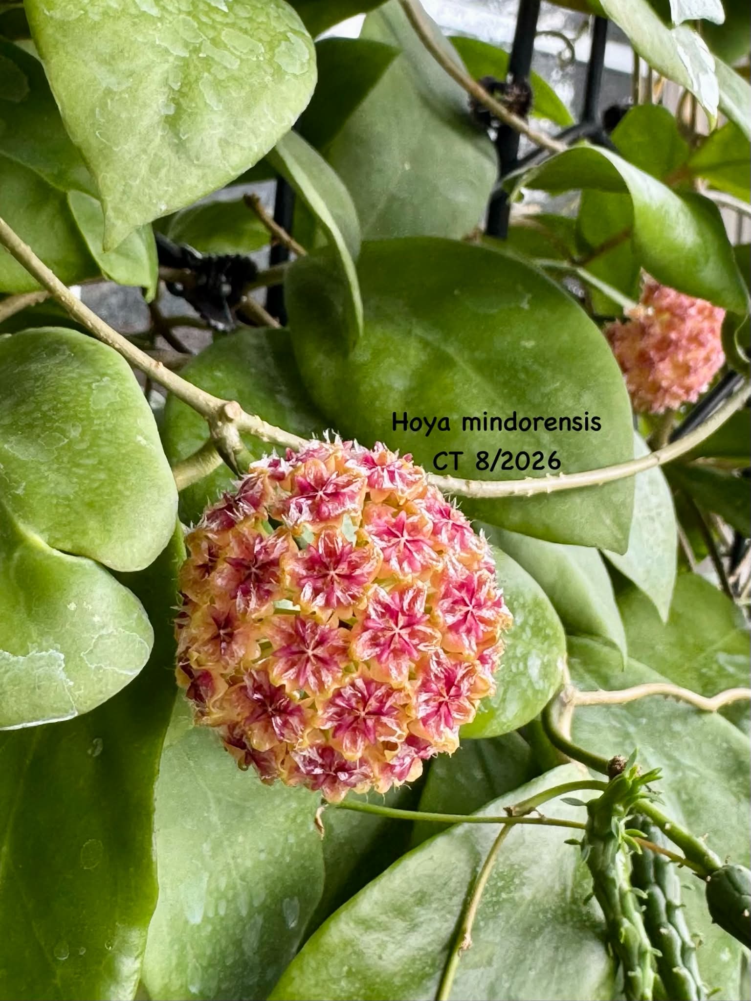 Hoya SS 23-33 hybrid from Surisa From SS 09-30 (H.mindorensis