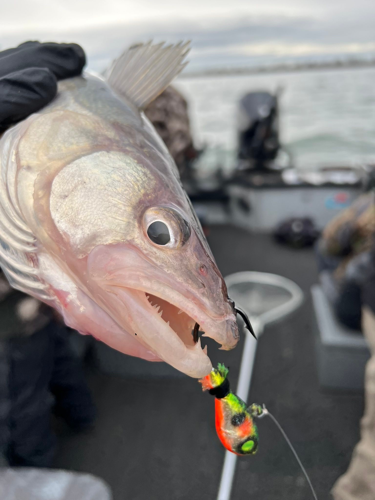black rubber fly fishing net Paw Fish Landing with Soft Mesh Bag, Large Net with Built in Length Scale, Extend to 36-55 Inches : Sports & Outdoors Buzzbait Spinnerbait Fishing Lures Handle Color:Gray full-priced the YakAttack landing net