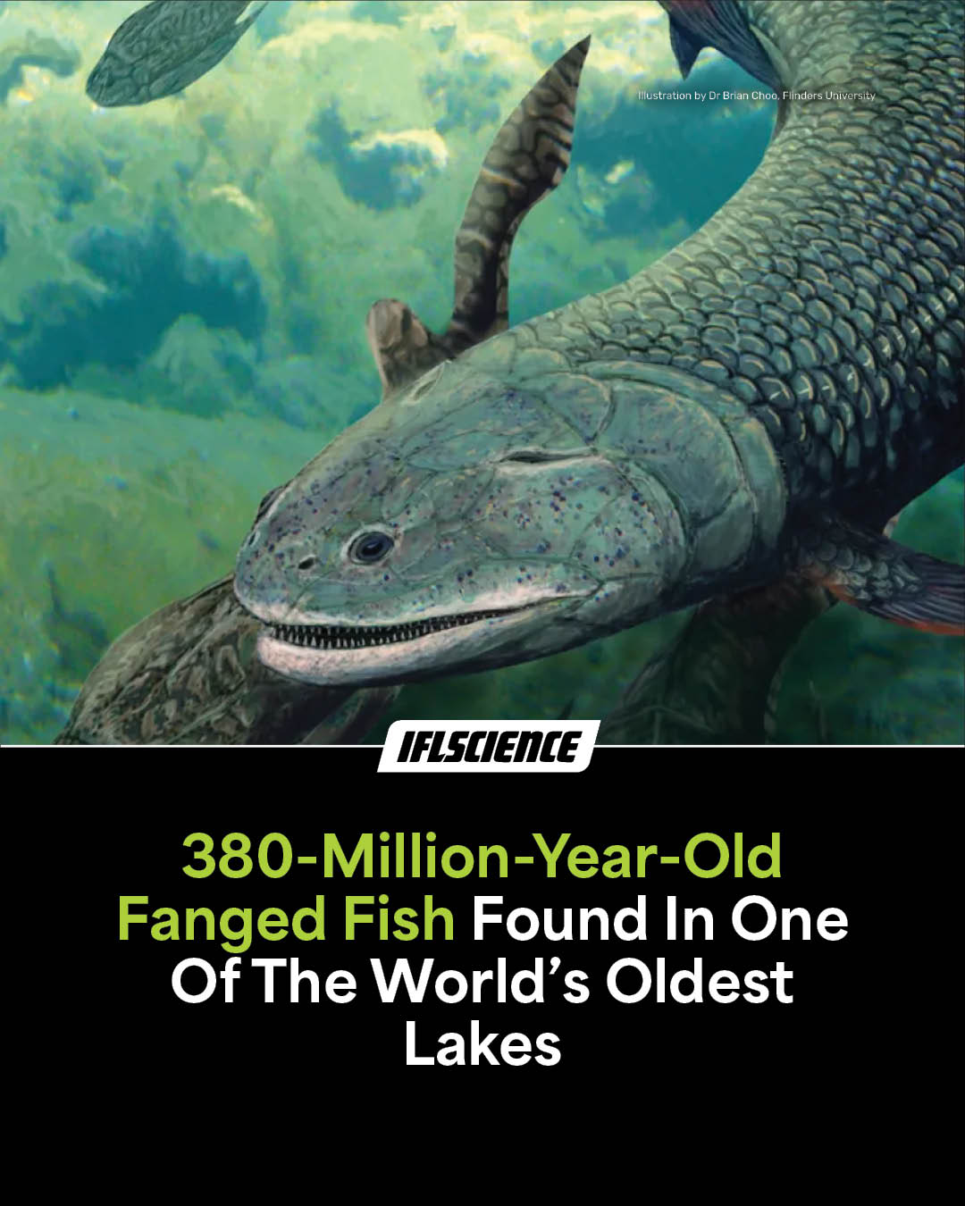 IFLScience - Named Harajicadectes zhumini, it had bony scales, fangs ...