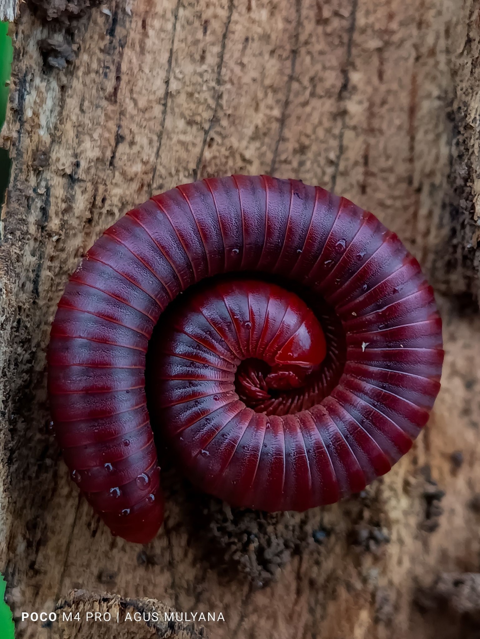 Millipede close-up photo