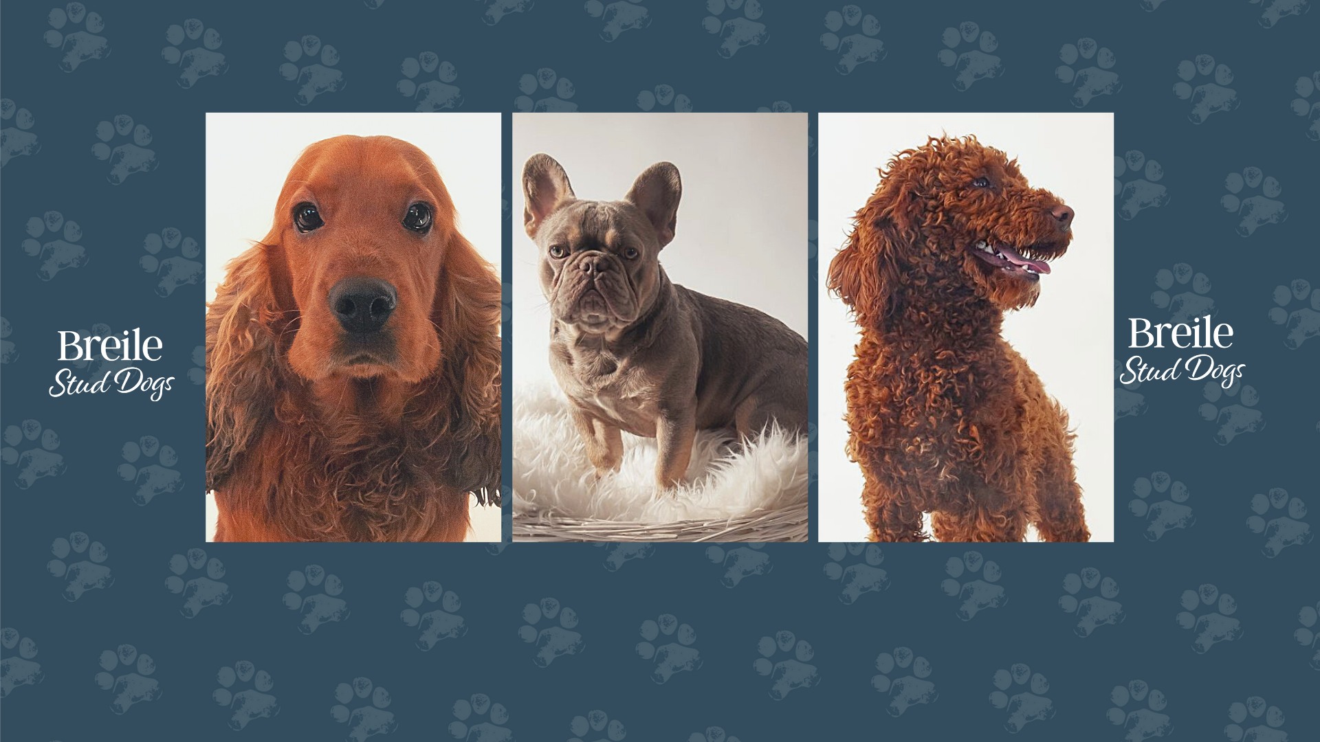 Breile Stud Dogs