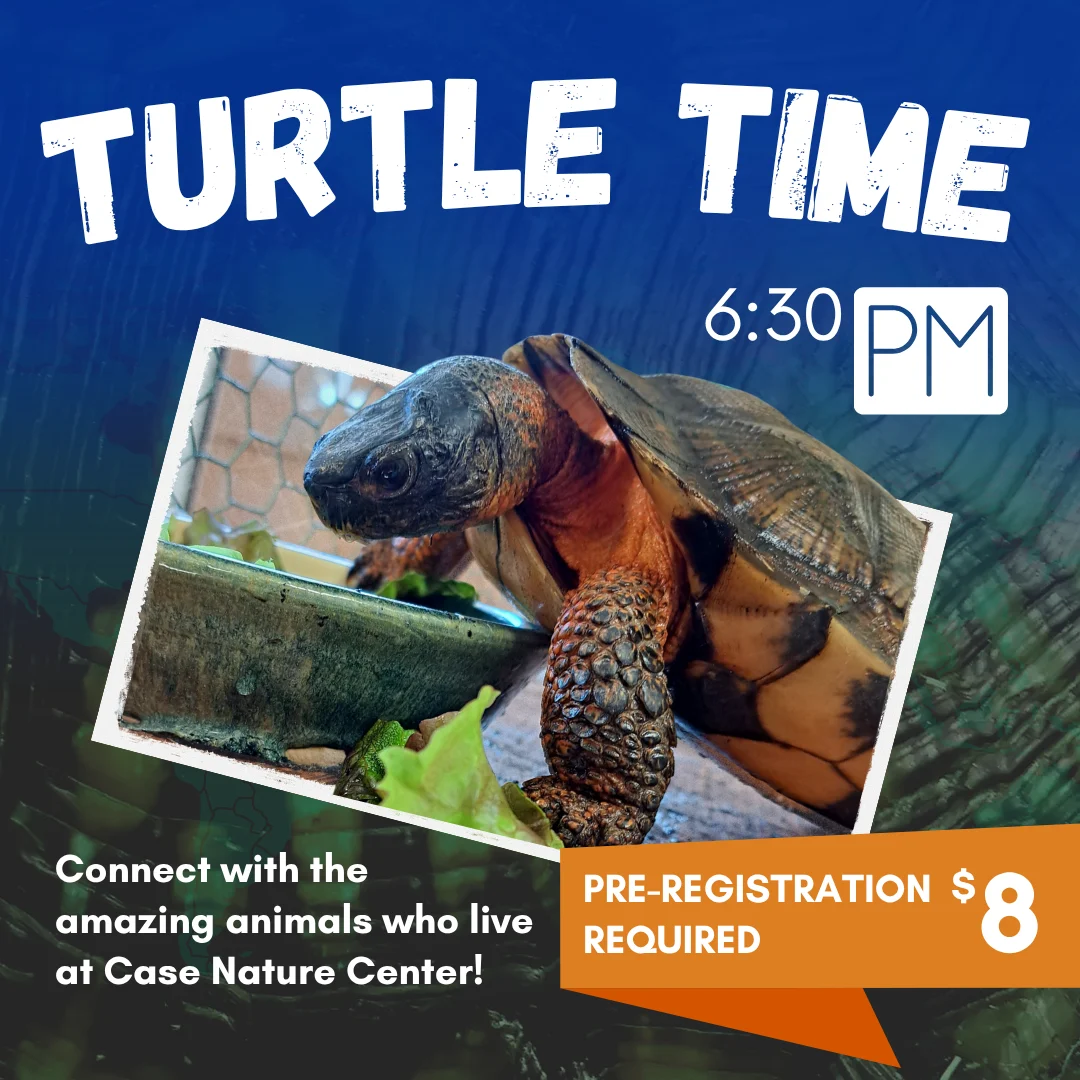 Turtle Time at Cool Spring Preserve