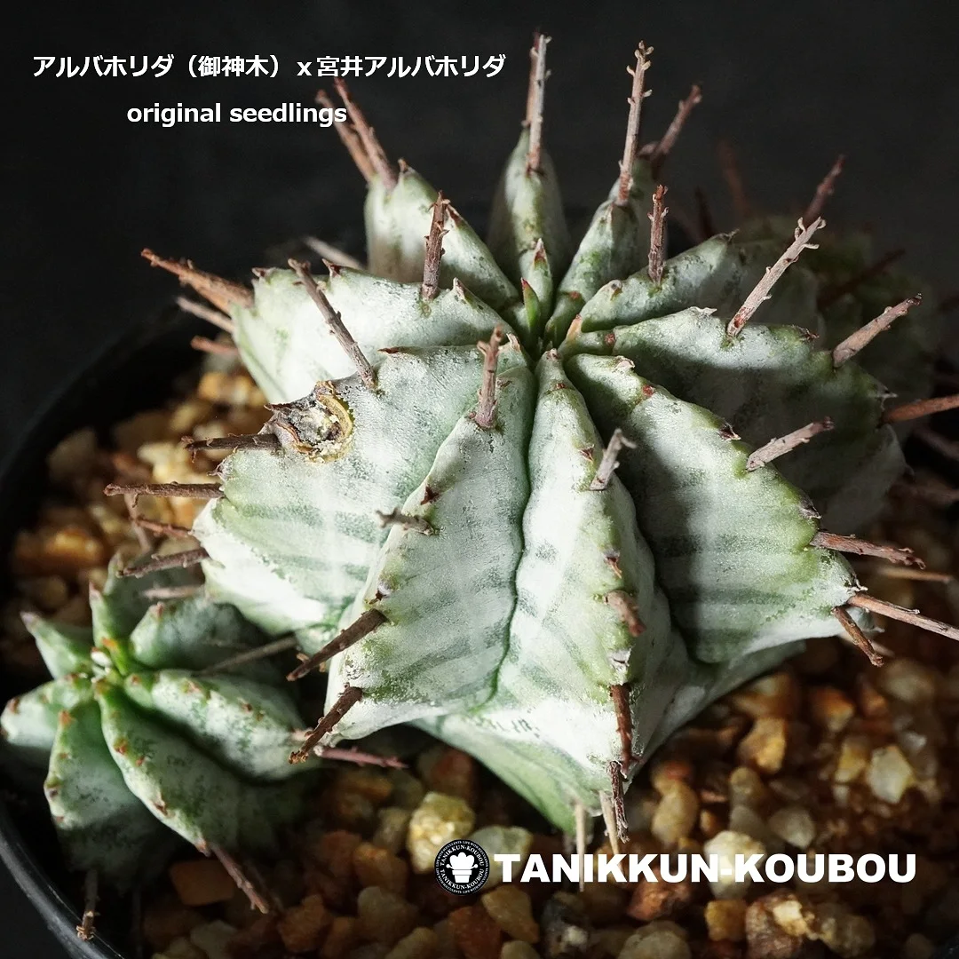 たにっくん工房 - たにっくん工房 added a new photo.