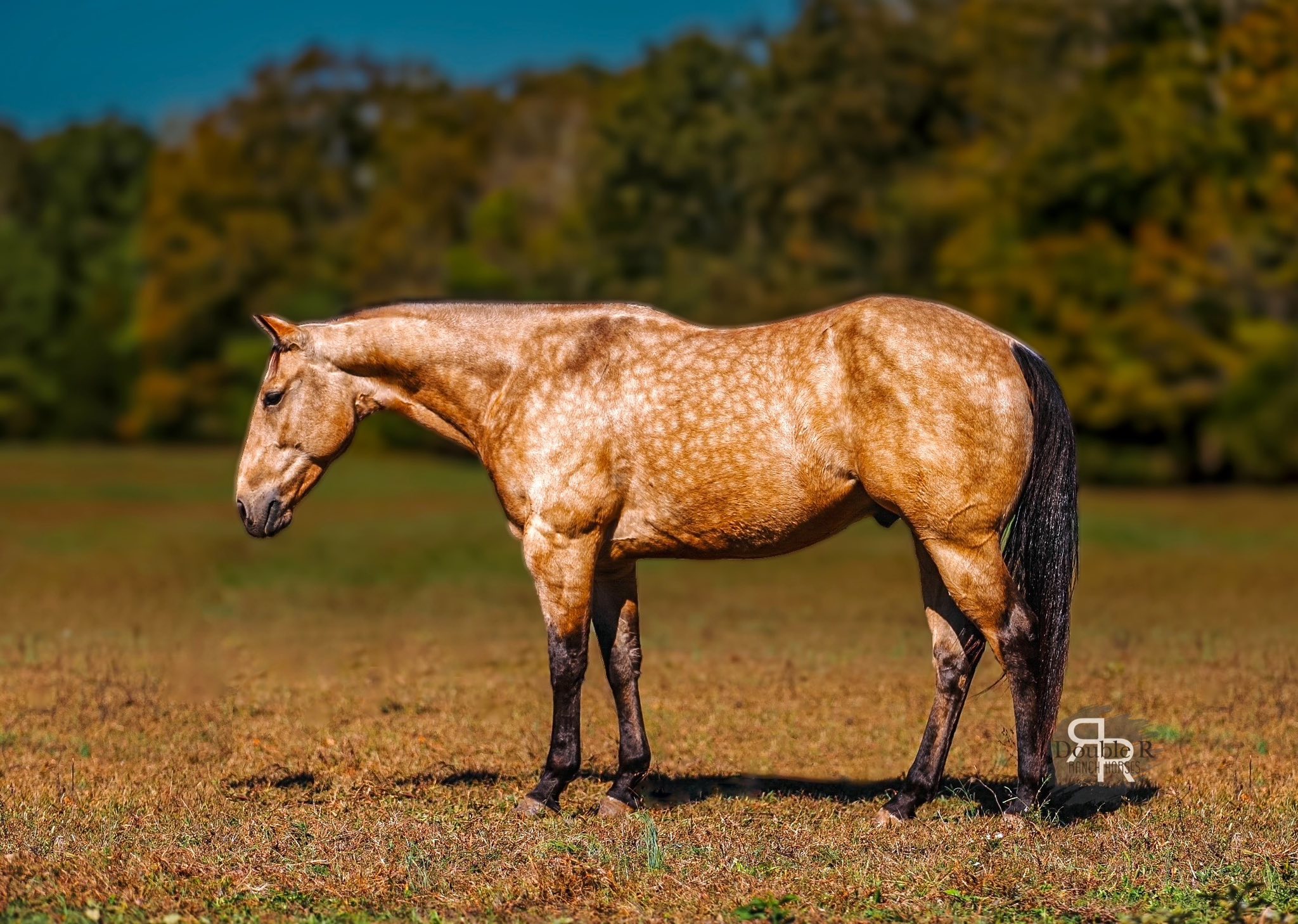Double R Ranch Horses added a new... - Double R Ranch Horses