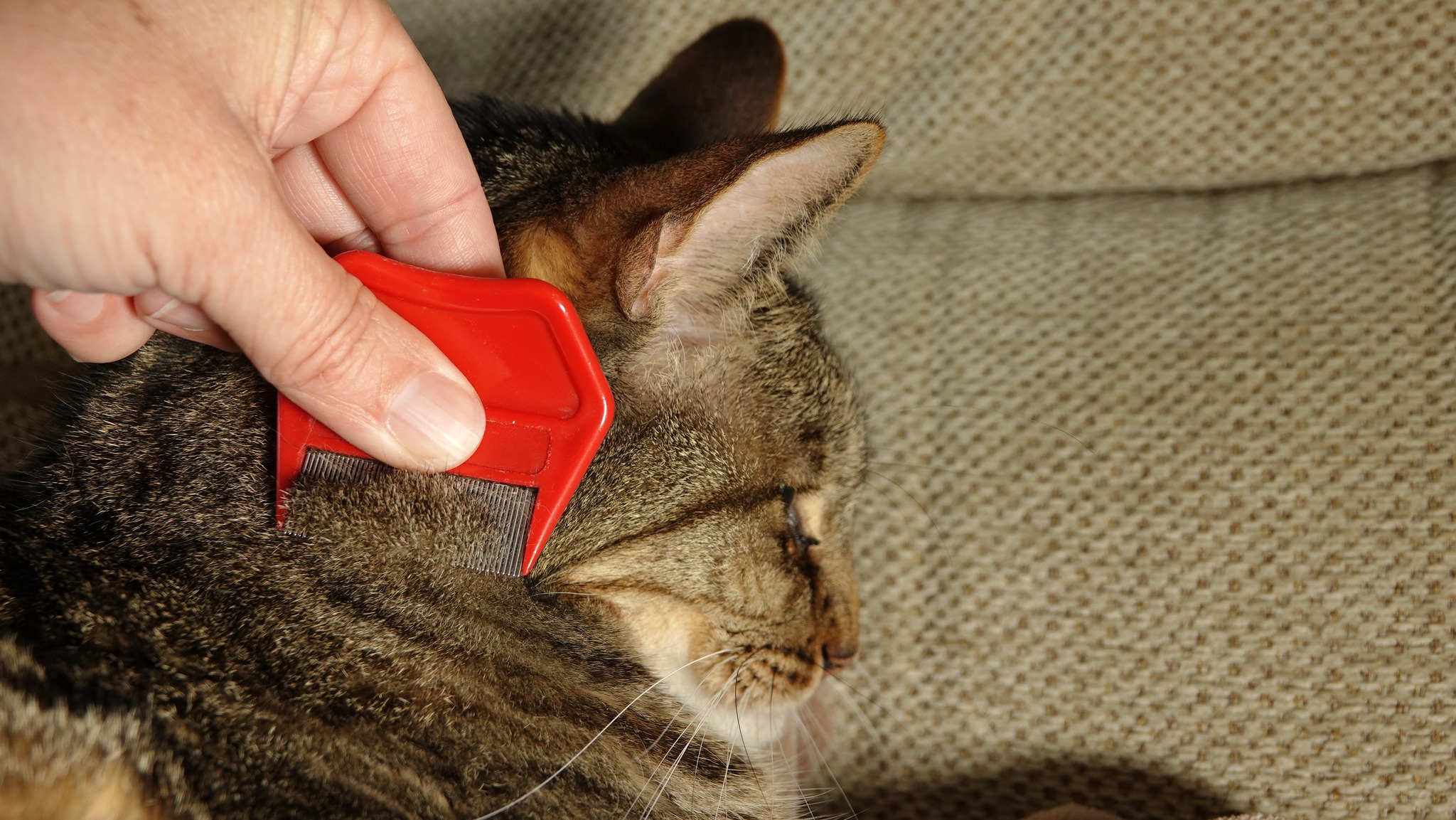 Photo inspiration: Cat Flea Embedding On Neck Surgical Procedure Reference: Vca