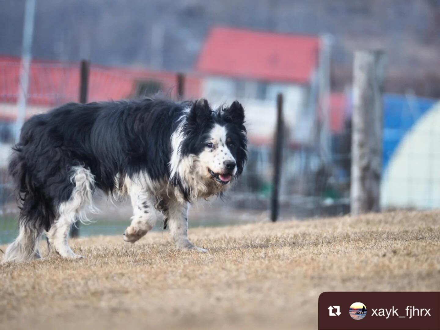 BOYA Sheepdogs | Nakagawa-gun Hokkaido