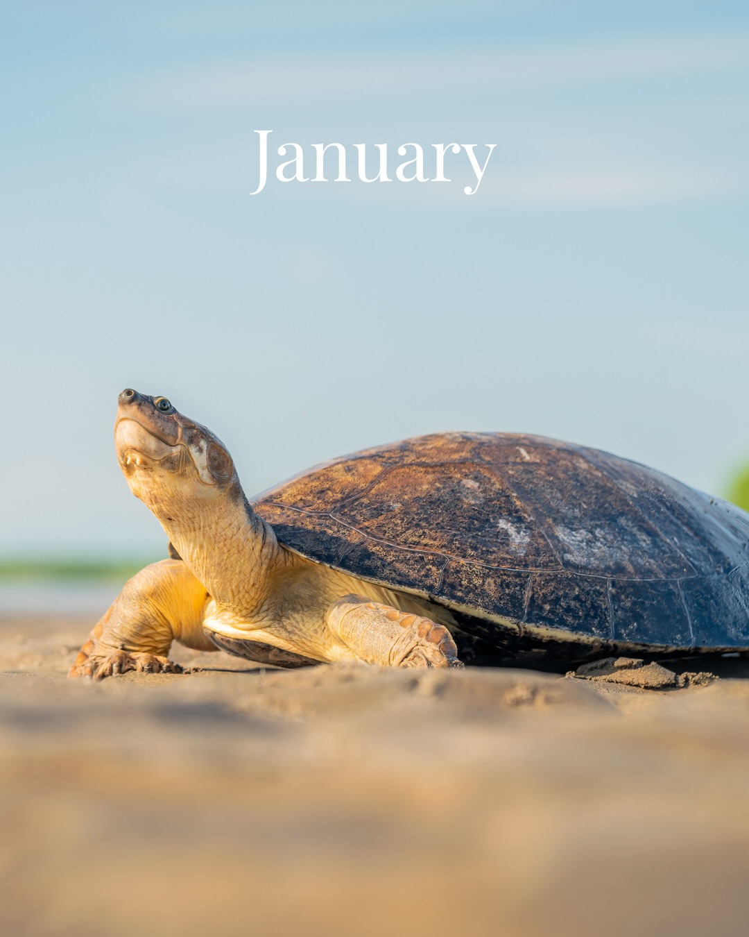 Turtle Survival Alliance - When you're an aquatic turtle, every day is ...