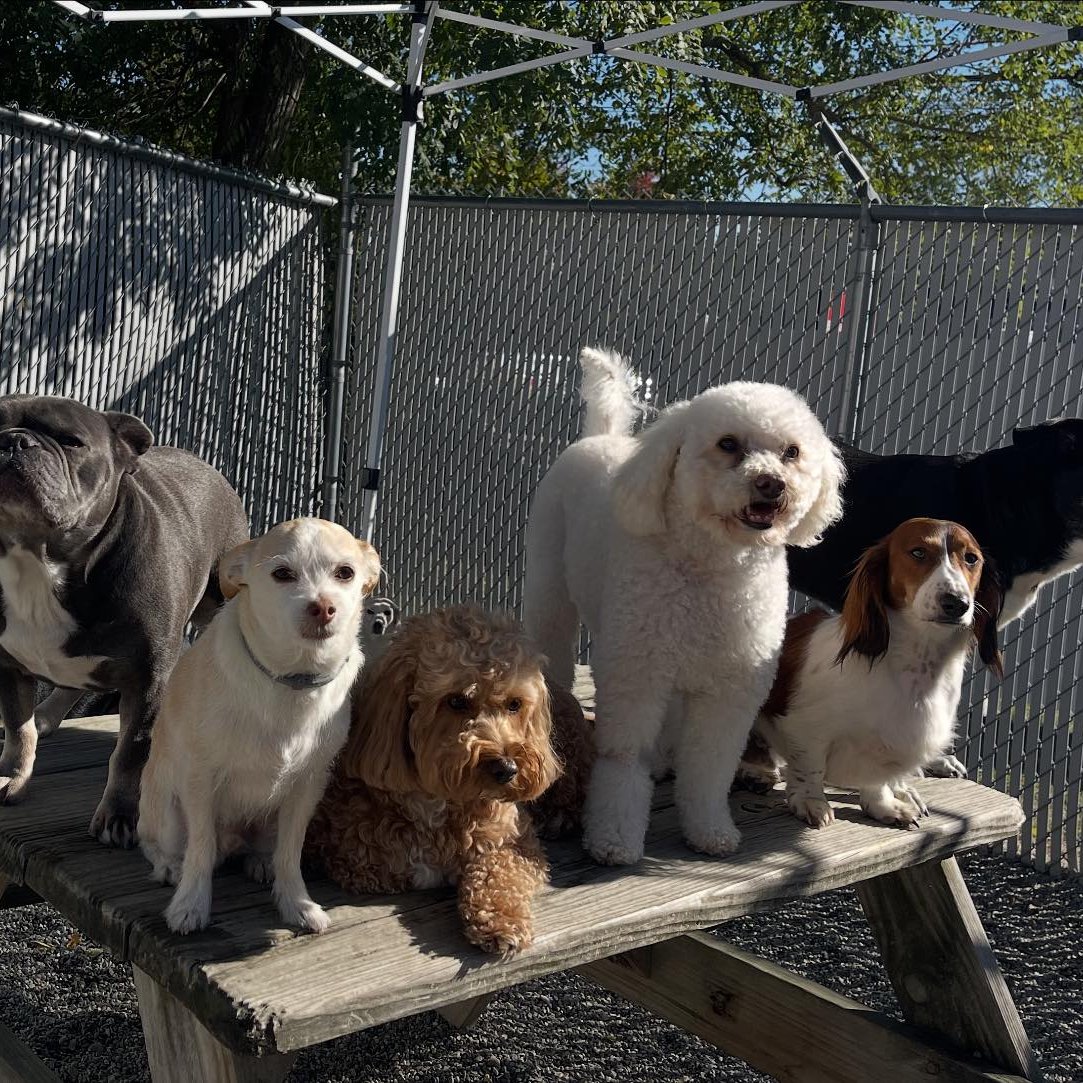 Ruff life dog daycare added a new... - Ruff life dog daycare