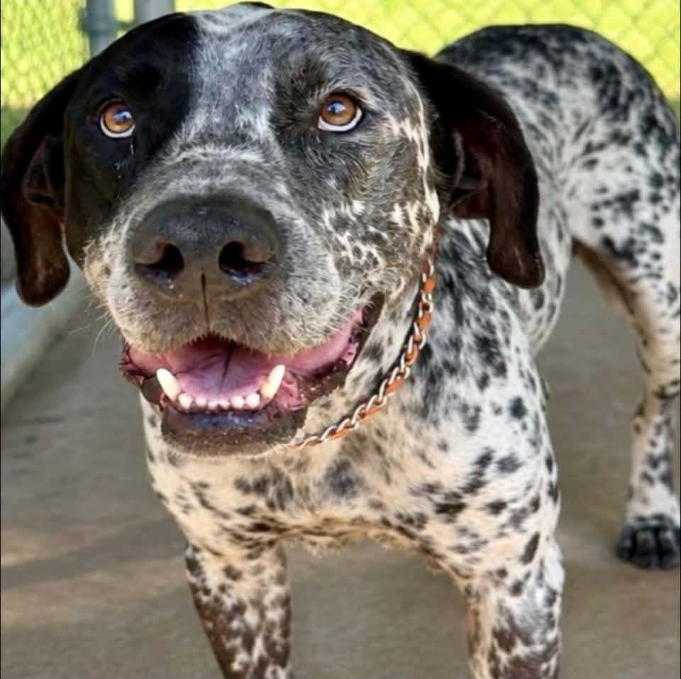Dal... - Saving Russell County-Phenix City Animal Shelter Dogs | Facebook