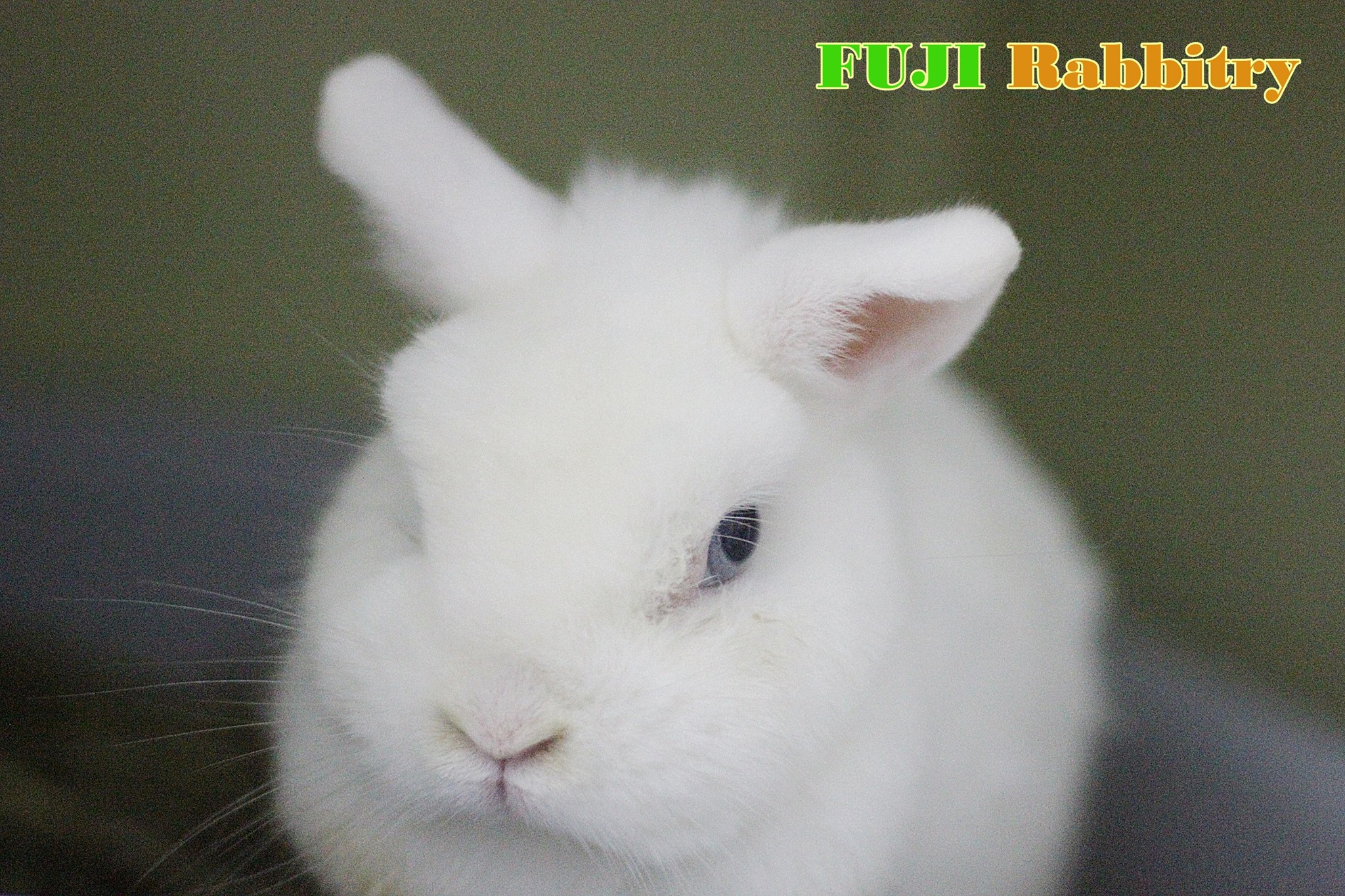 Fuji Rabbitry - New Project !!!! Fuji Rabbitry... | Facebook