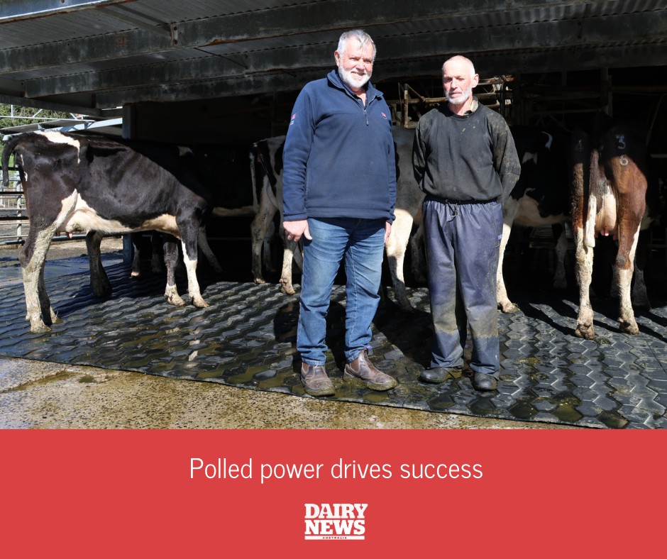 Australia’s top-selling polled... - Dairy News Australia | Facebook