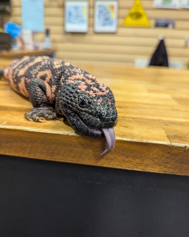 What Exotic Pets Are Legal in Alberta
