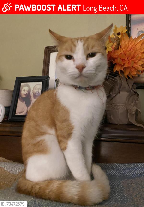 Lost orange white cat venus in long beach ca