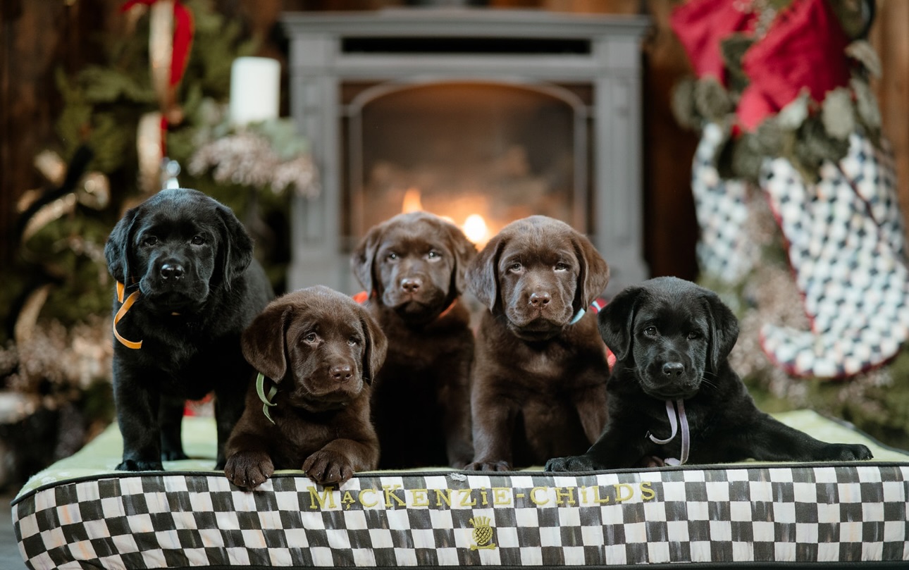 The puppies had their photoshoot... - CopperRidge Labradors | Facebook