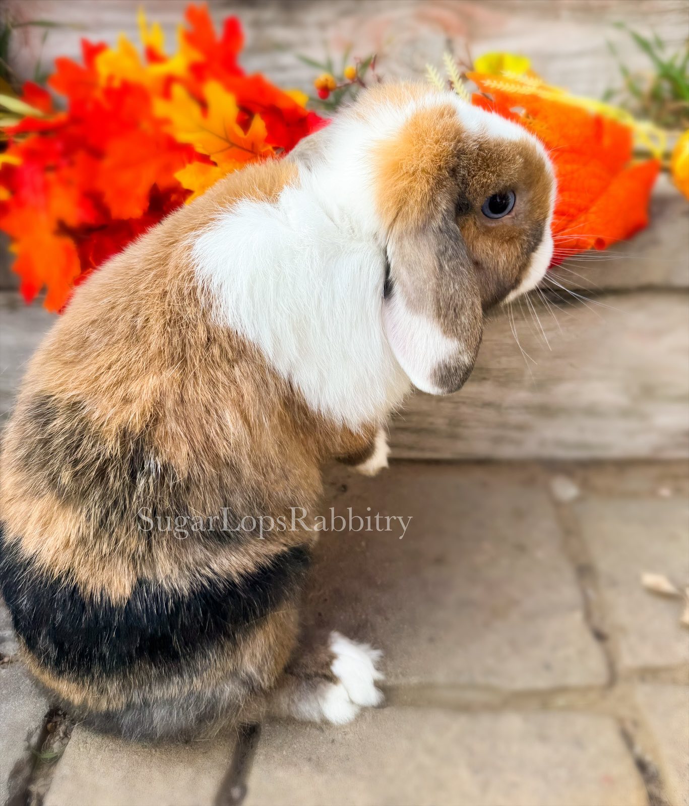 Sugar Lop’s Rabbitry
