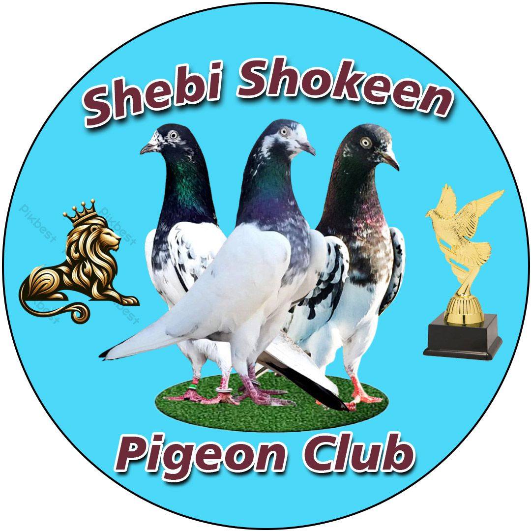 Shebi Shokeen Pigeon Club