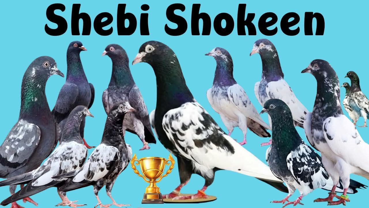 Shebi Shokeen Pigeon Club