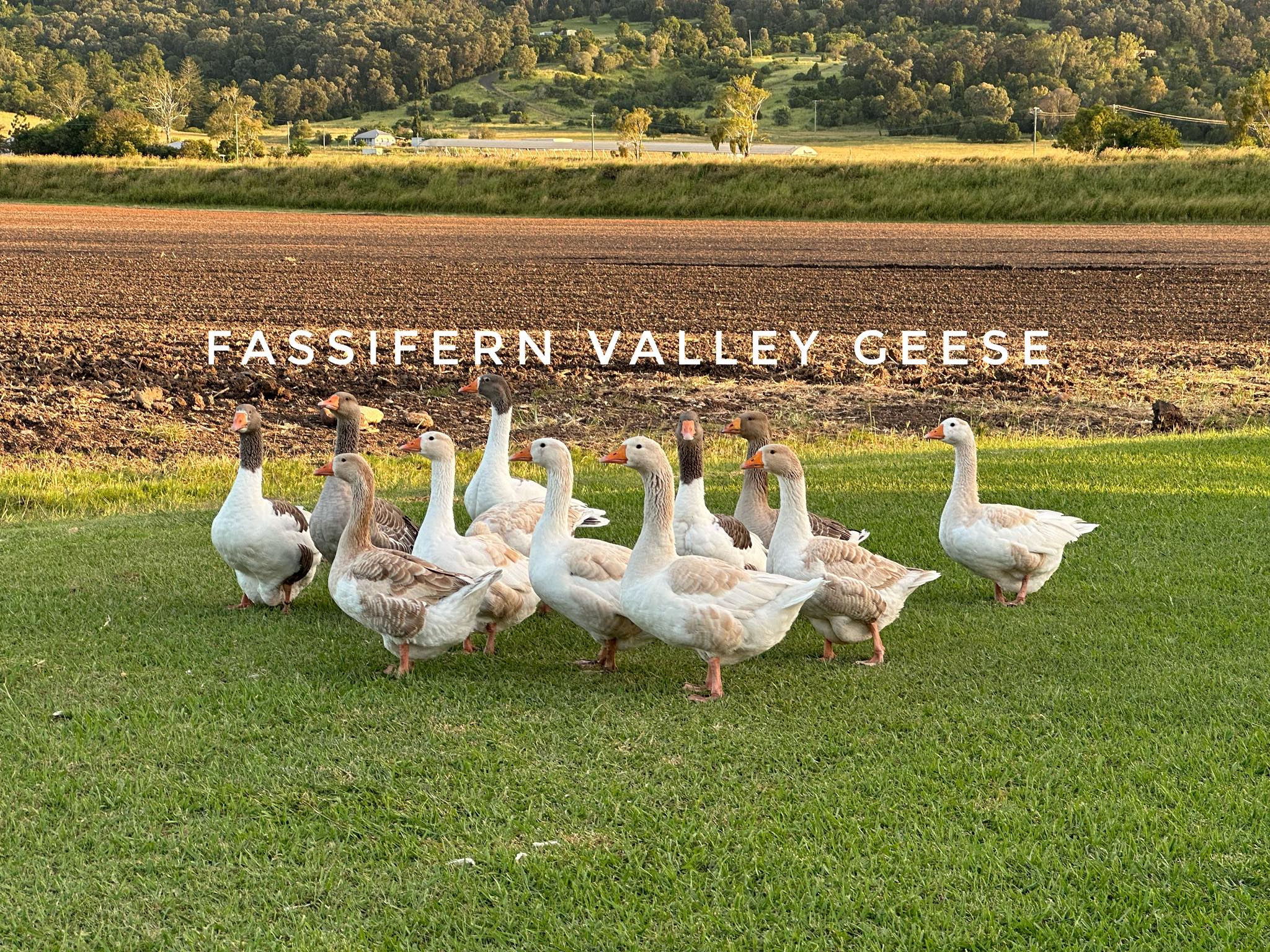 Fassifern Valley Geese | Kalbar QLD