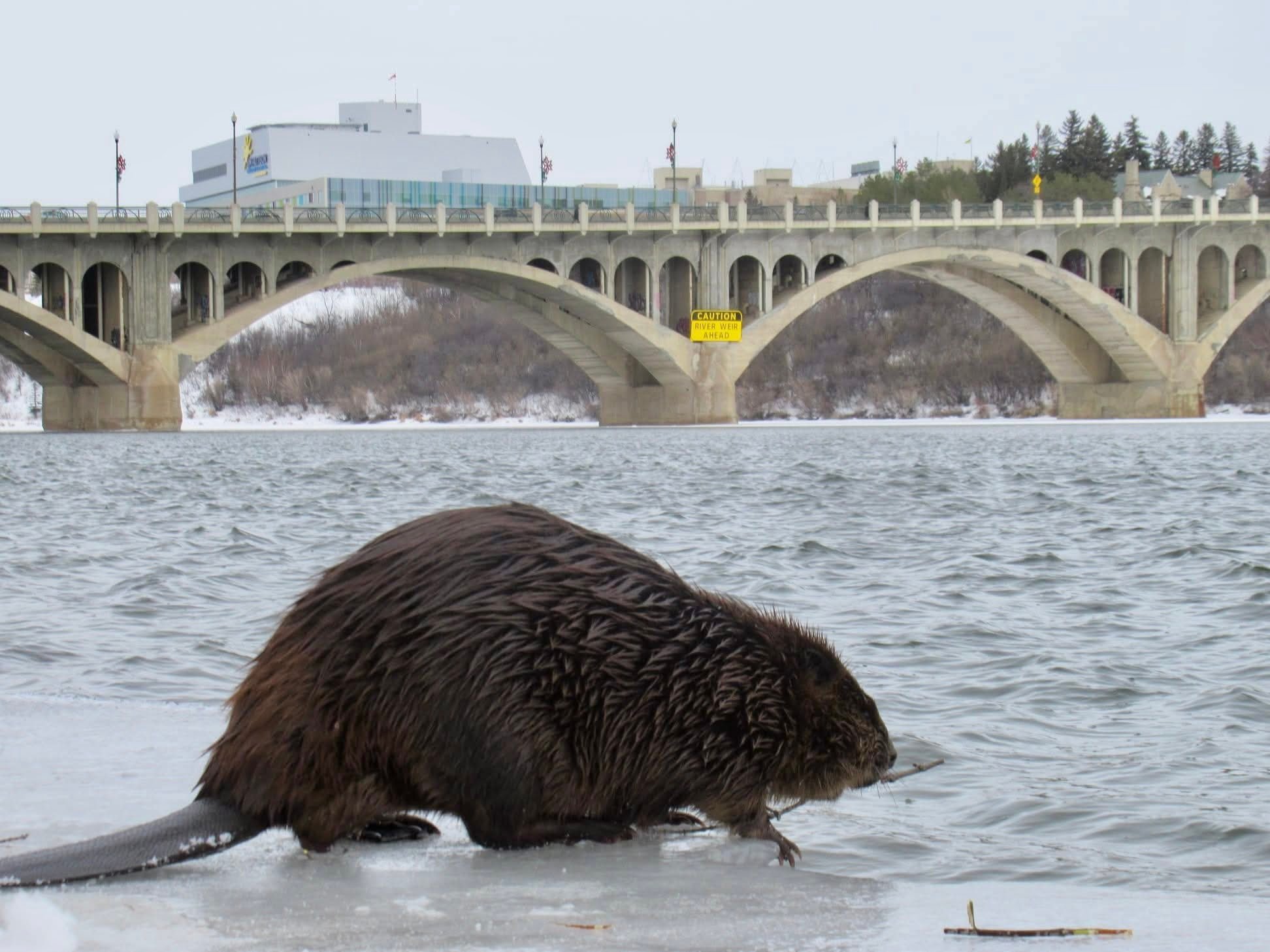 This series of... - Mike’s photos and videos of beavers | Facebook