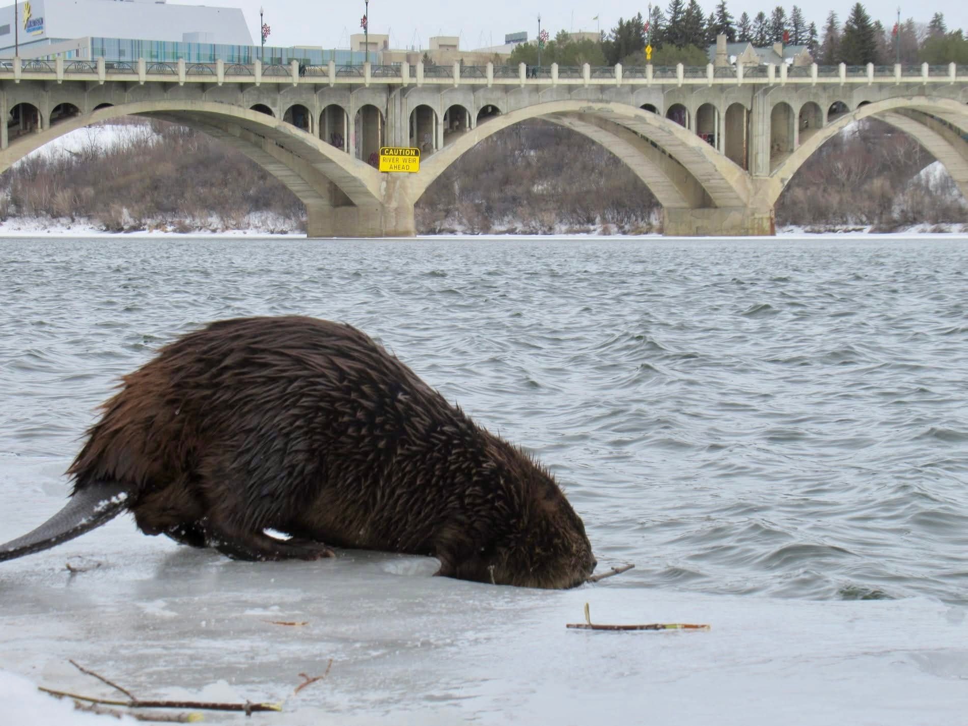 This series of... - Mike’s photos and videos of beavers | Facebook