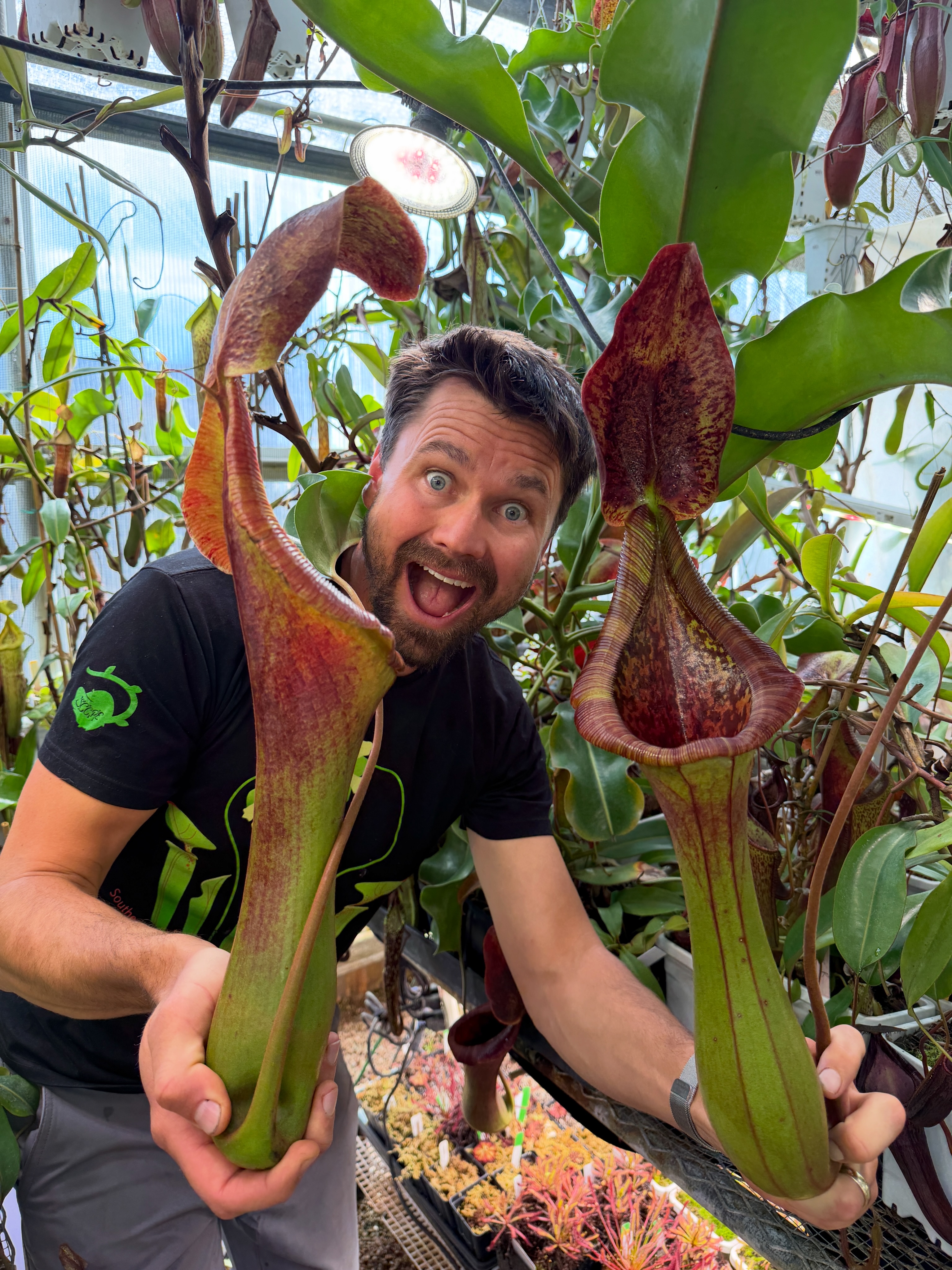 Jeremiah's - Nepenthes x Kinabaluensis is one of my favorite