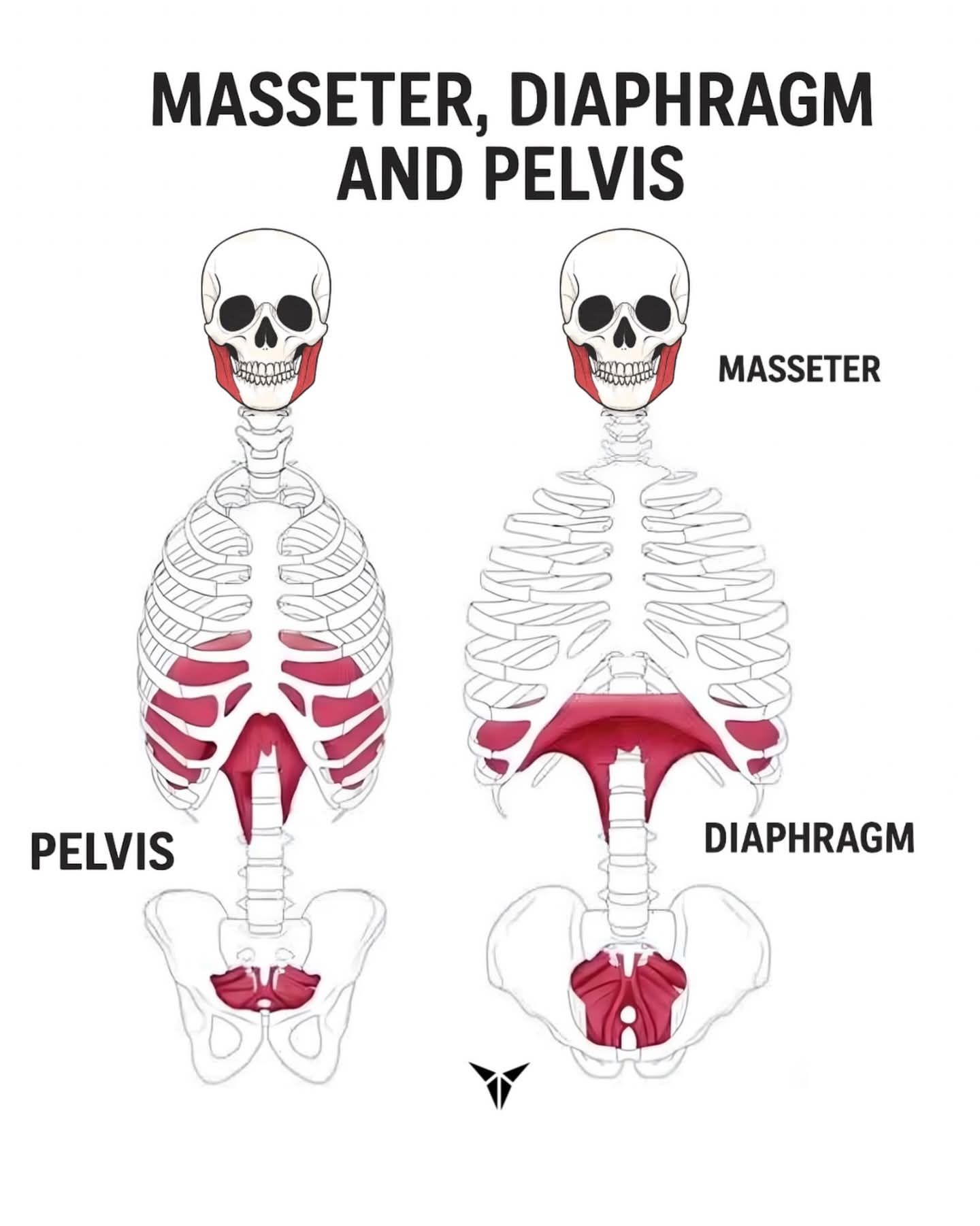 Abliss - TMJ Jaw Tension Your jaw tension (TMJ issues) is literally ...