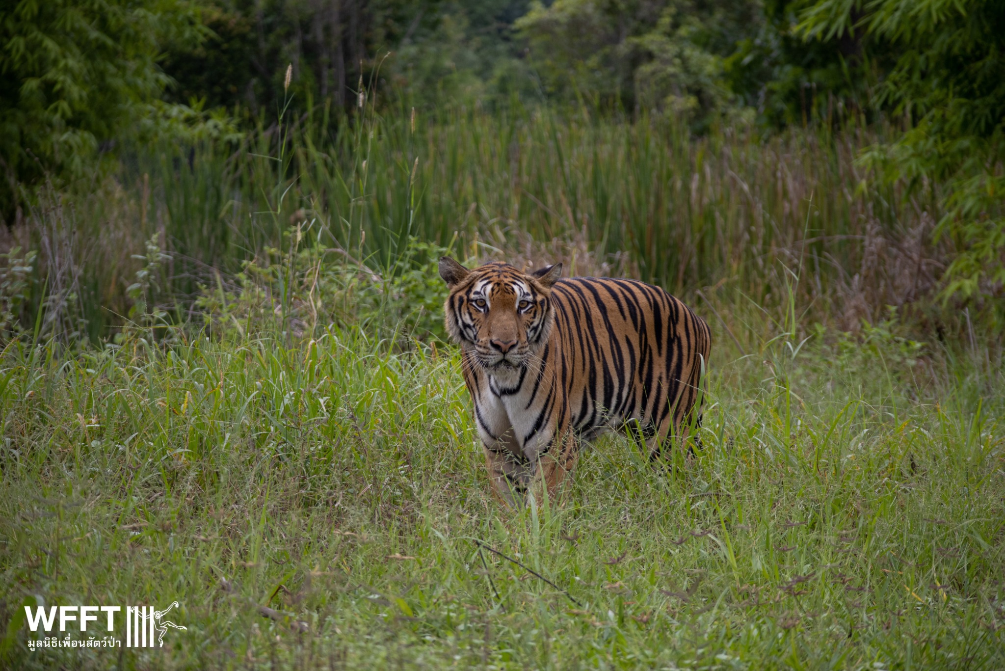 Hua - 🐅 𝗩𝗶𝘀𝗶𝘁 𝗪𝗶𝗹𝗱𝗹𝗶𝗳𝗲 𝗙𝗿𝗶𝗲𝗻𝗱𝘀 𝗙𝗼𝘂𝗻𝗱𝗮𝘁𝗶𝗼𝗻 𝗧𝗵𝗮𝗶𝗹𝗮𝗻𝗱 𝗻𝗲𝗮𝗿 𝗛𝘂𝗮 𝗛𝗶𝗻 South ...