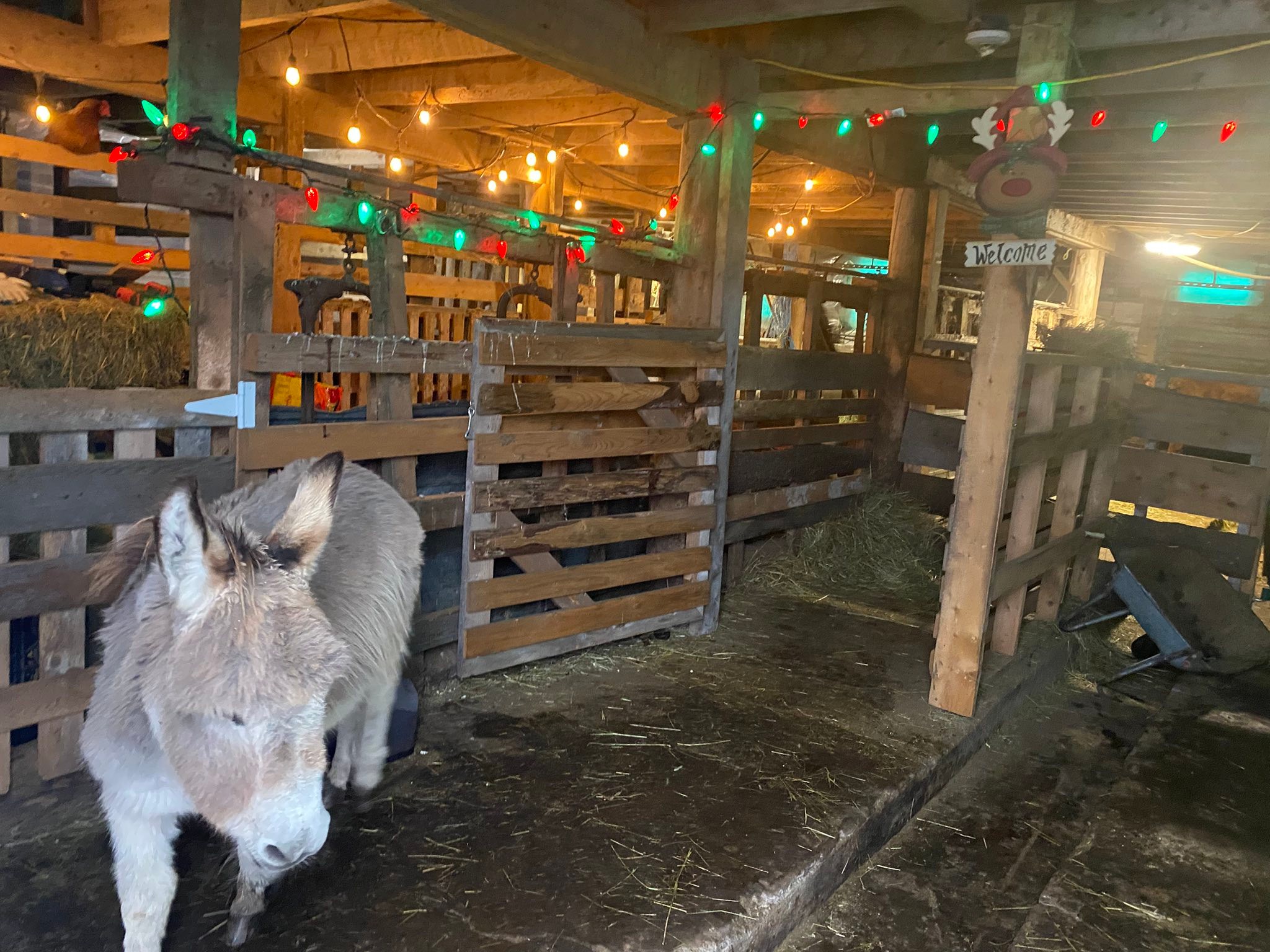 Happy Goat Farm, Christmas in the Barn