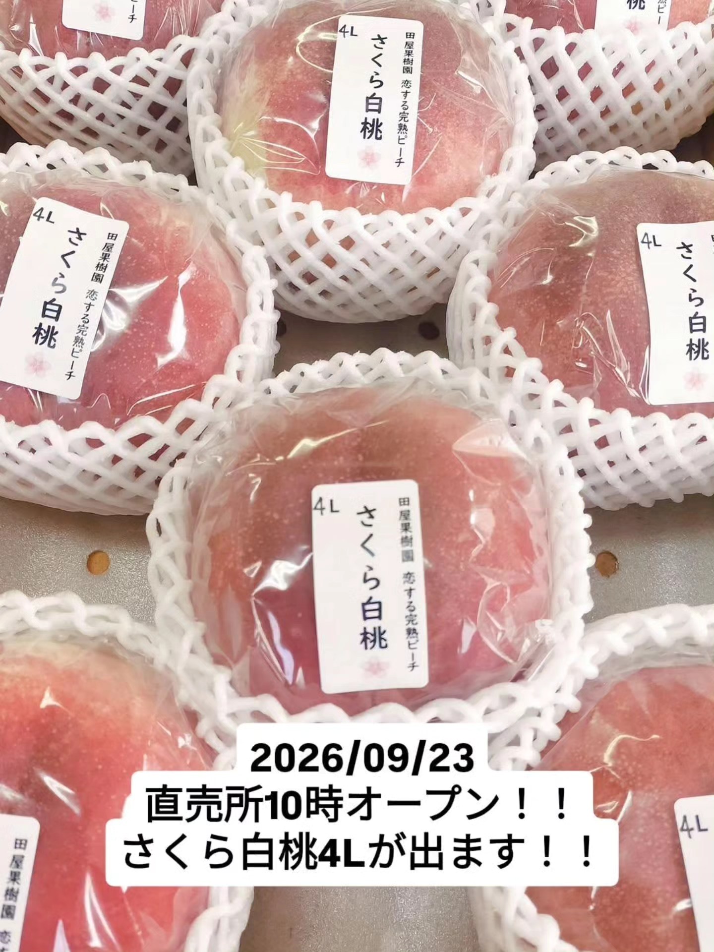 アメリカンチェリーじゃないってば！！ アメリカンチェリーと佐藤錦を