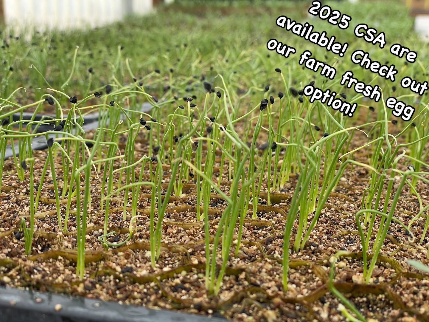 True Roots Farms | Marsing ID