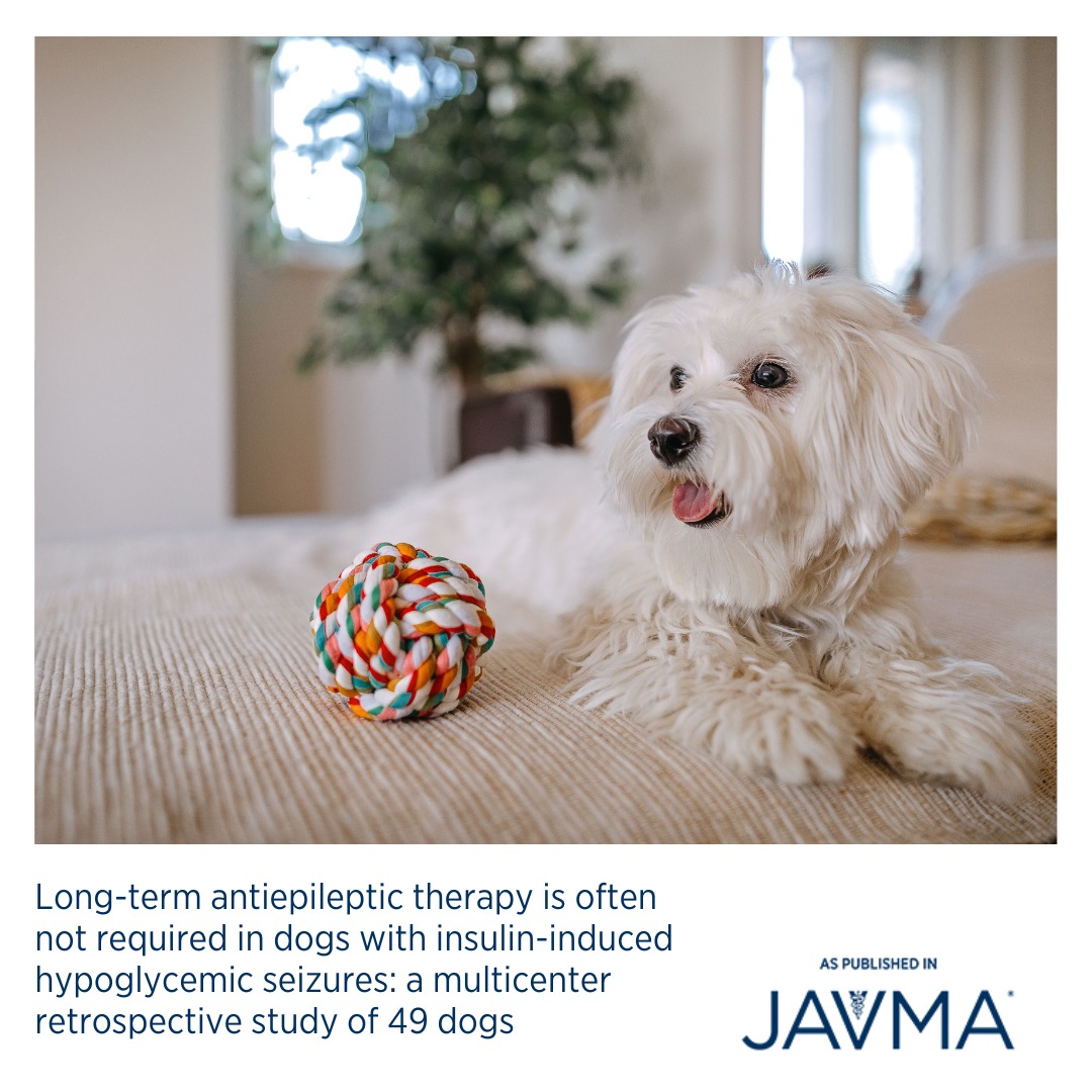 Gallery Detail: Low Blood Sugar Hypoglycemia In Dogs