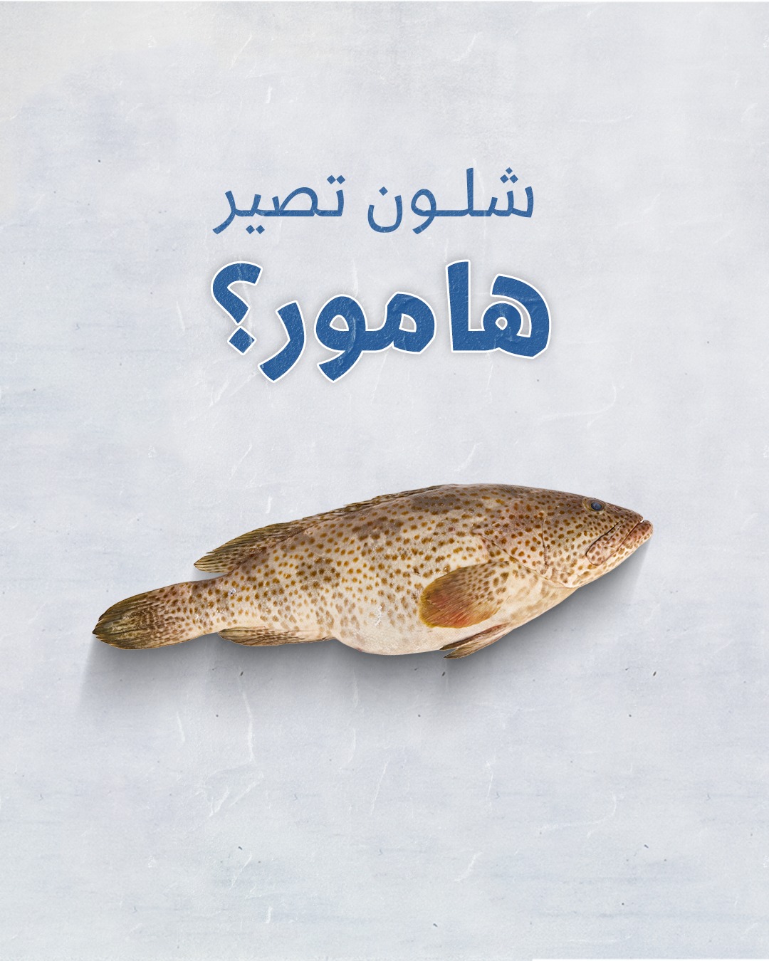 Delmon fish | Mani