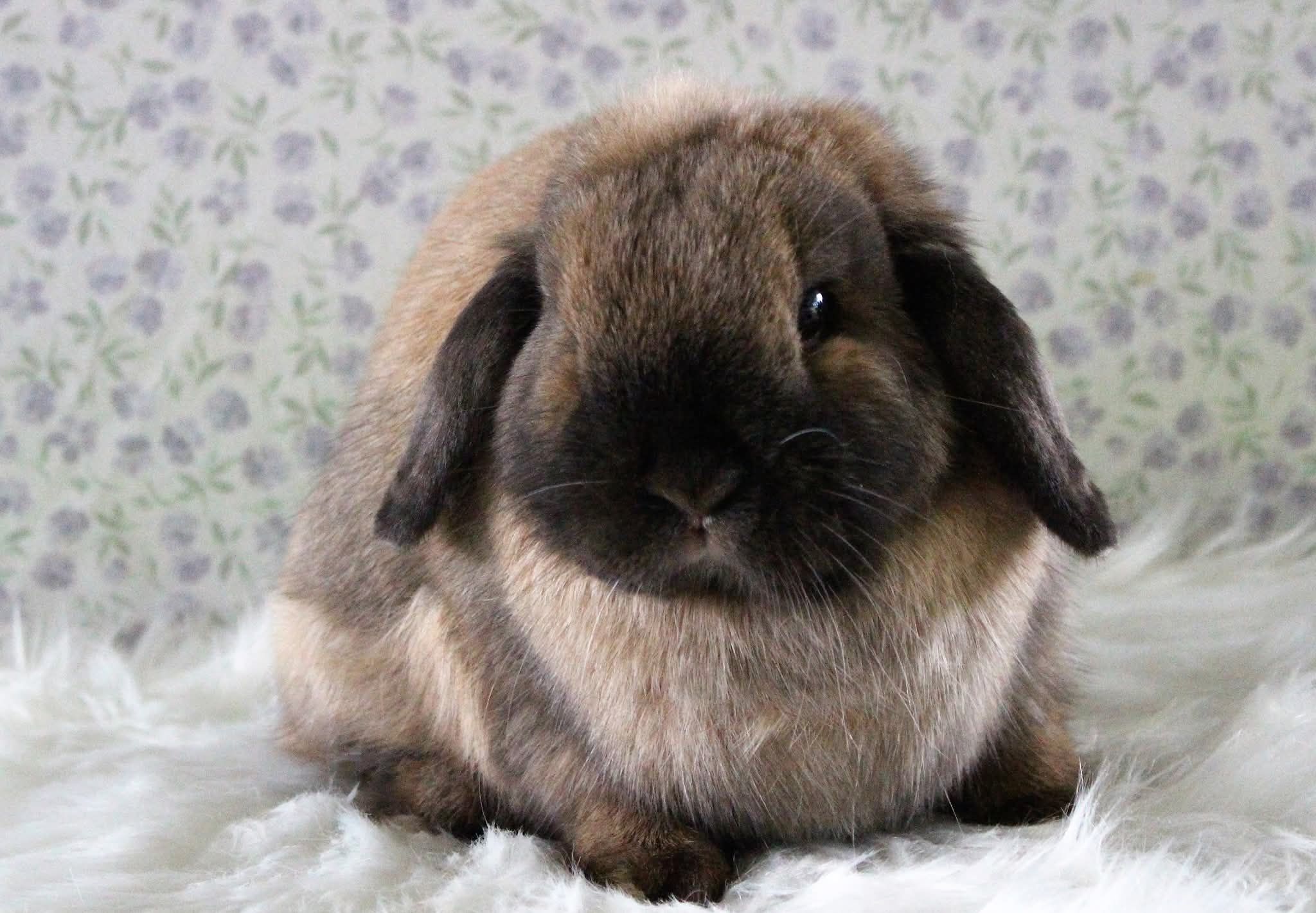 Forest City Rabbit... - Forest City Rabbit Breeders' Club