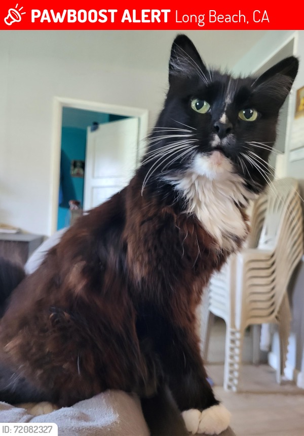 🚨 Ninja was LOST July 26, 2026 in Long Beach, CA 90808 near