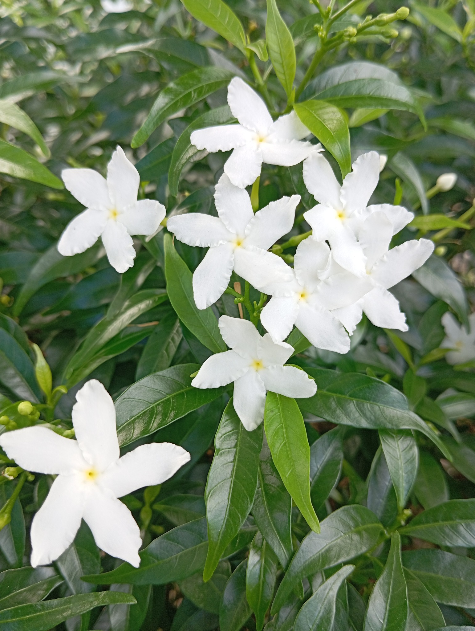 Samai Saitree
