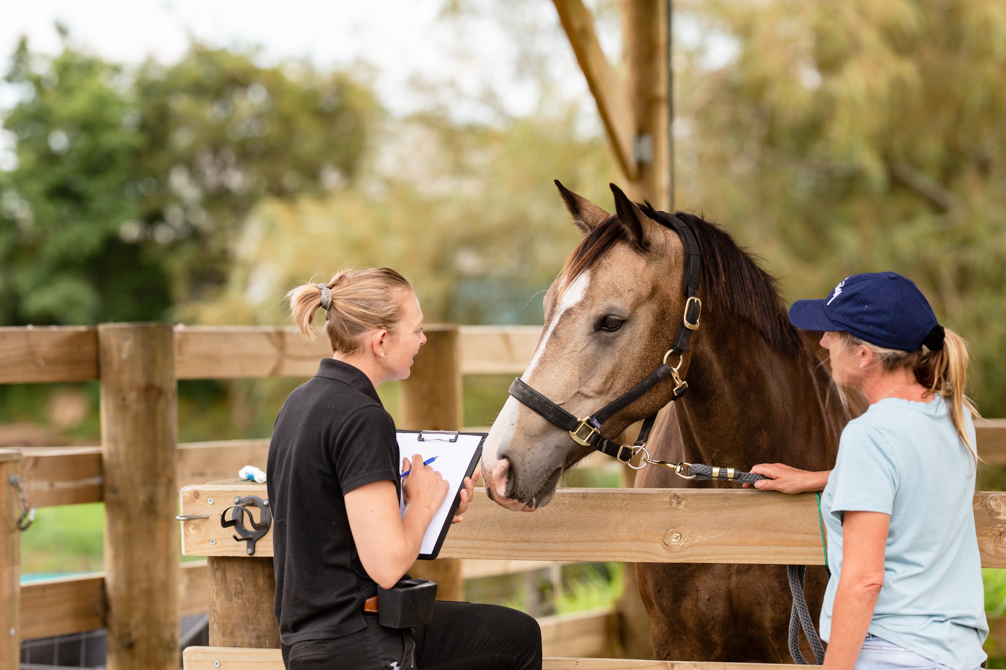 veterinary-behaviour-services-nz